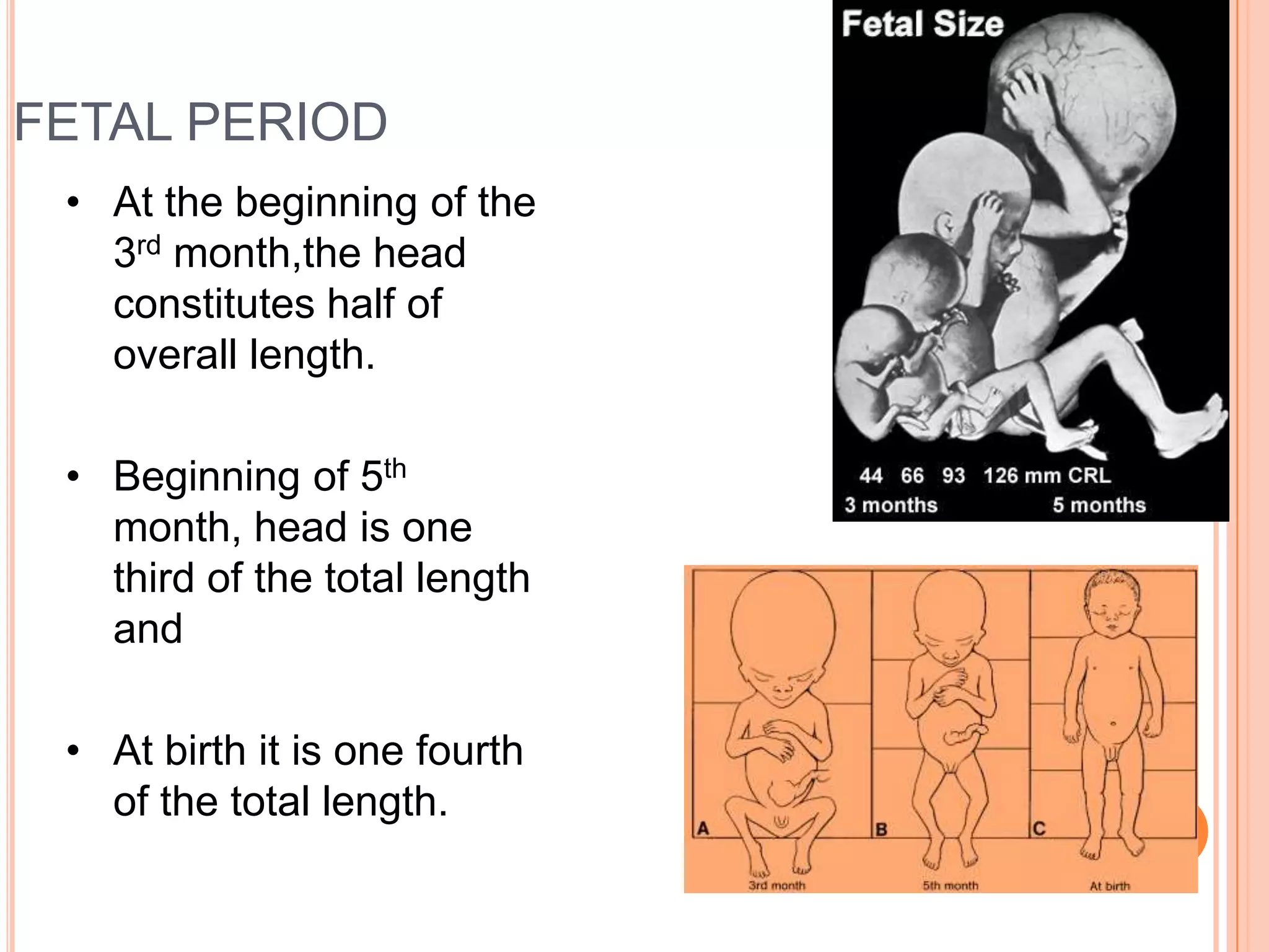 FETAL PERIOD
 • At the beginning of the
   3rd month,the head
   constitutes half of
   overall length.

 • Beginning of 5th
   month, head is one
   third of the total length
   and

 • At birth it is one fourth
   of the total length.
 