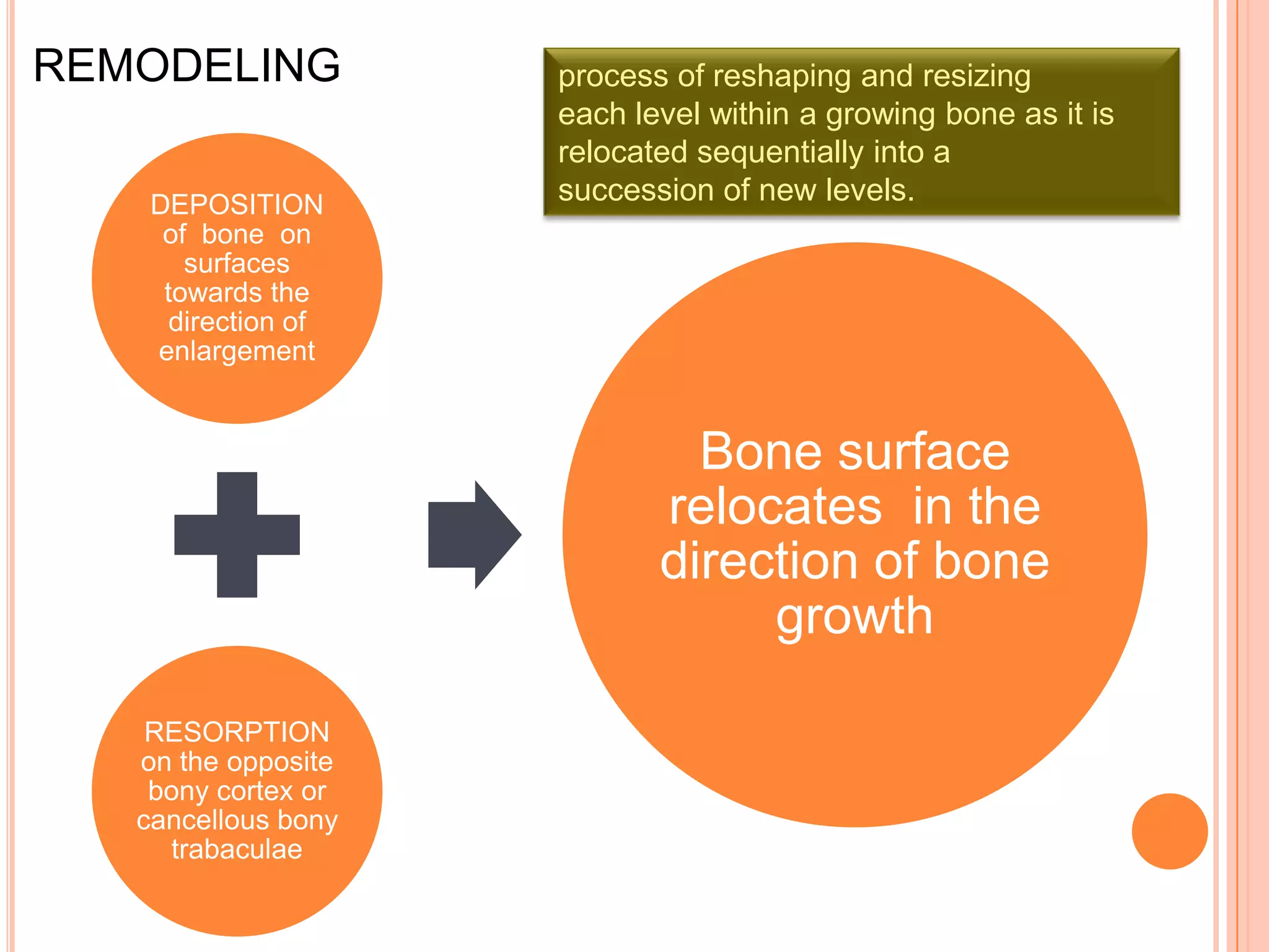 REMODELING           process of reshaping and resizing
                     each level within a growing bone as it is
                     relocated sequentially into a
    DEPOSITION       succession of new levels.
     of bone on
       surfaces
     towards the
      direction of
    enlargement


                              Bone surface
                            relocates in the
                            direction of bone
                                 growth

    RESORPTION
   on the opposite
    bony cortex or
   cancellous bony
     trabaculae
 