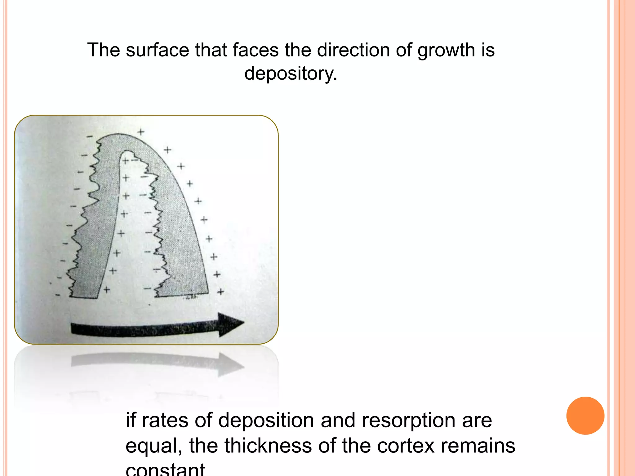 The surface that faces the direction of growth is
                   depository.




    if rates of deposition and resorption are
    equal, the thickness of the cortex remains
 
