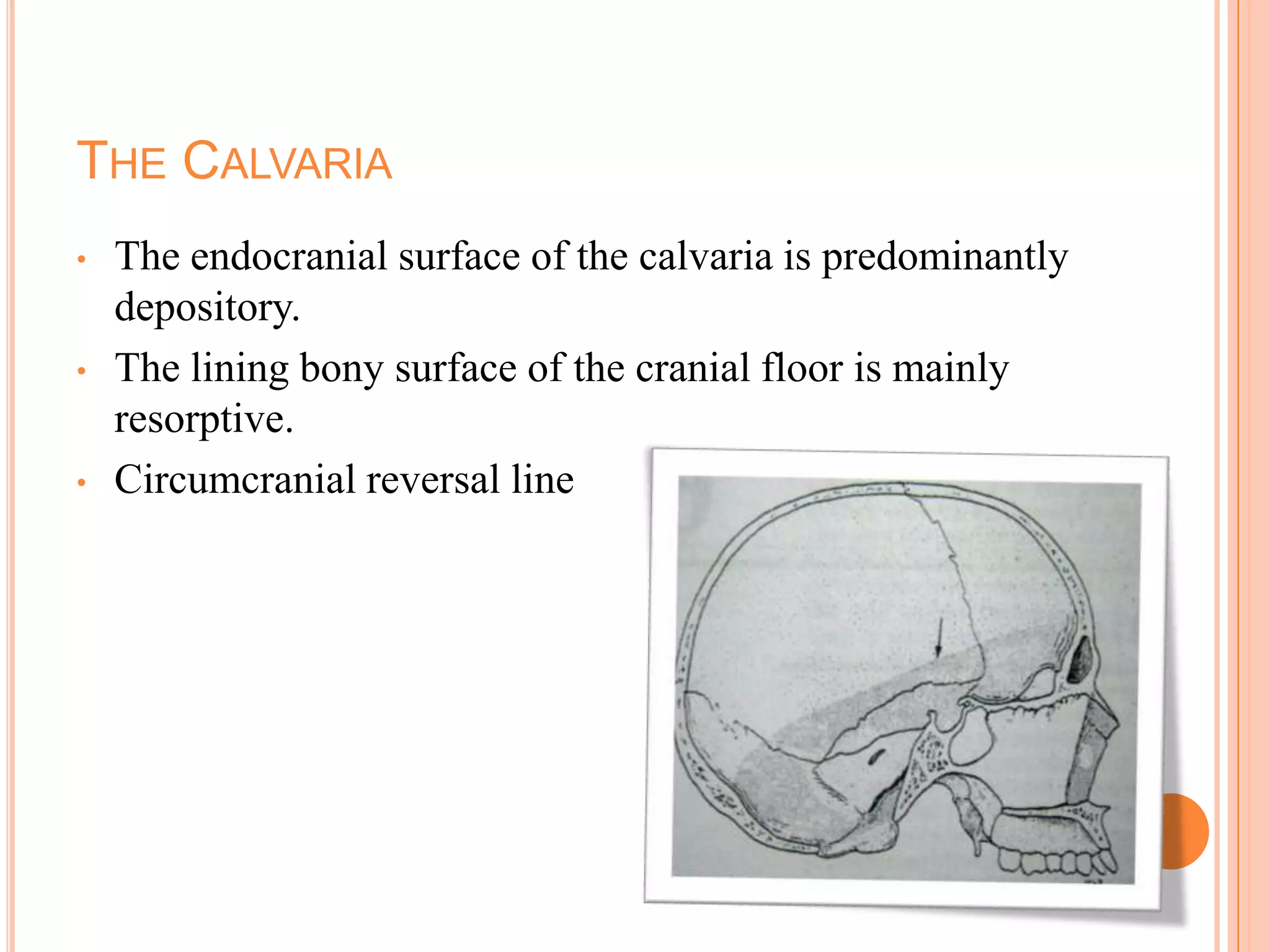 THE CALVARIA
•   The endocranial surface of the calvaria is predominantly
    depository.
•   The lining bony surface of the cranial floor is mainly
    resorptive.
•   Circumcranial reversal line
 