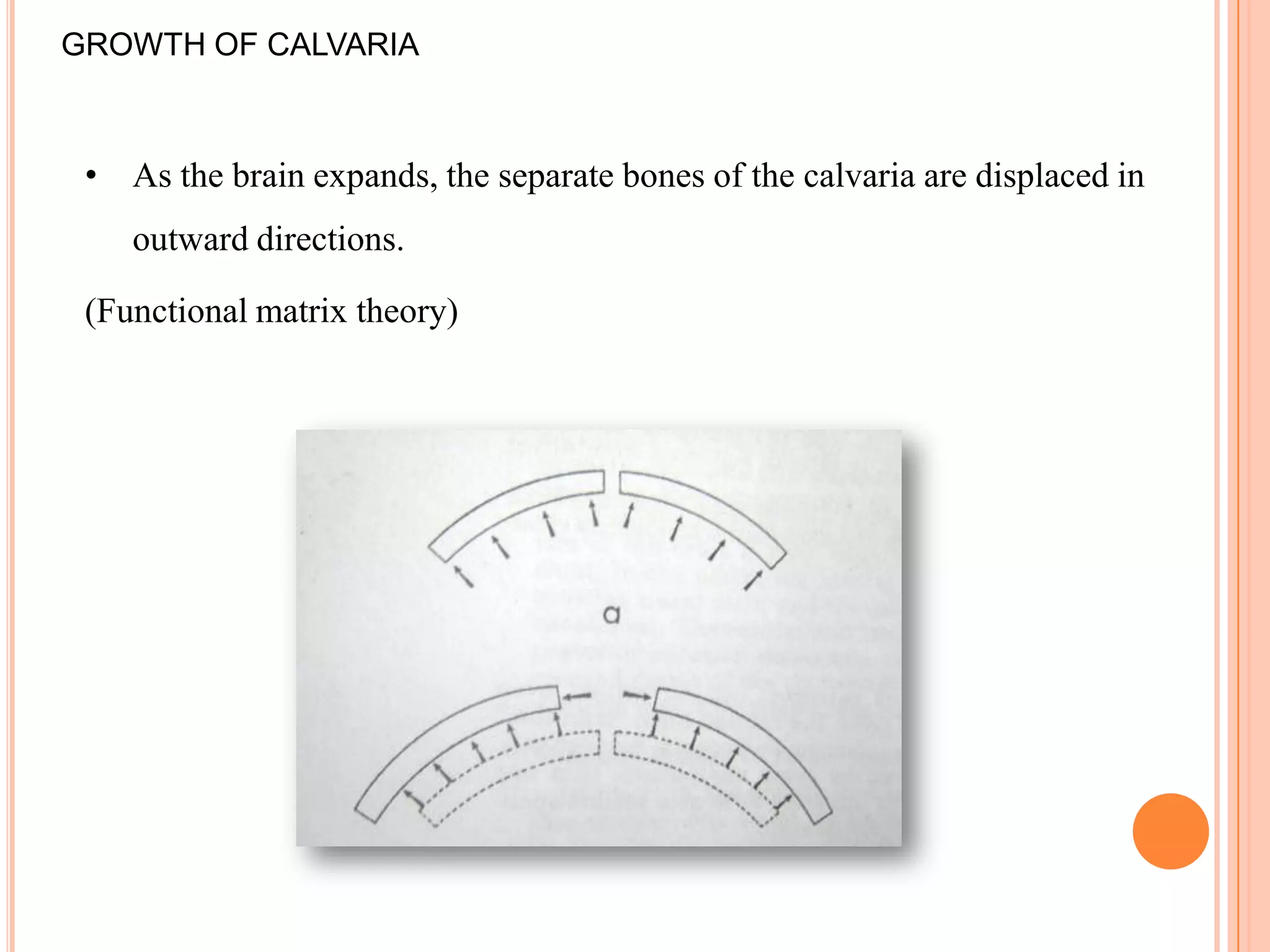 GROWTH OF CALVARIA



 • As the brain expands, the separate bones of the calvaria are displaced in
    outward directions.

 (Functional matrix theory)
 