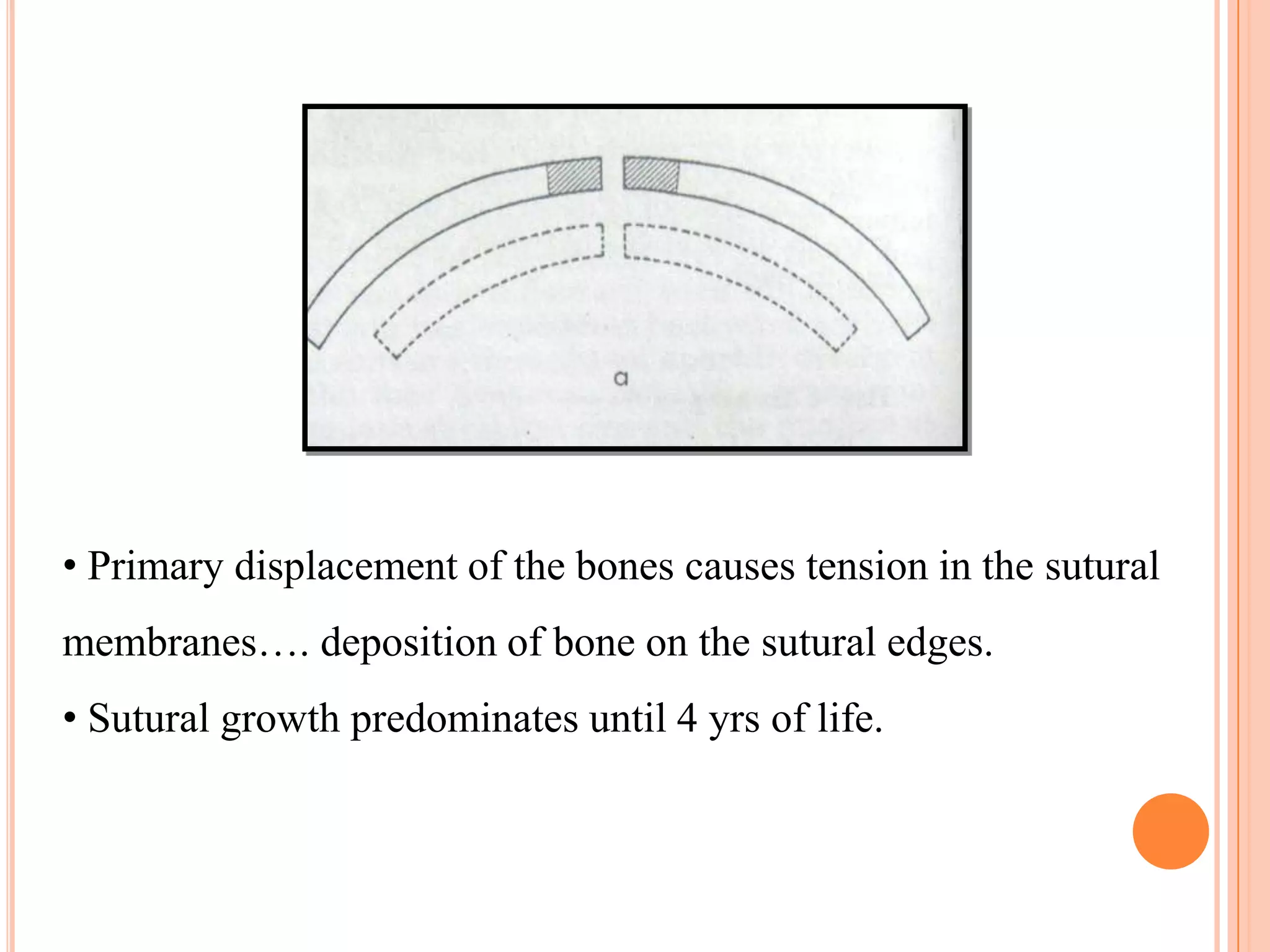• Primary displacement of the bones causes tension in the sutural
membranes…. deposition of bone on the sutural edges.
• Sutural growth predominates until 4 yrs of life.
 