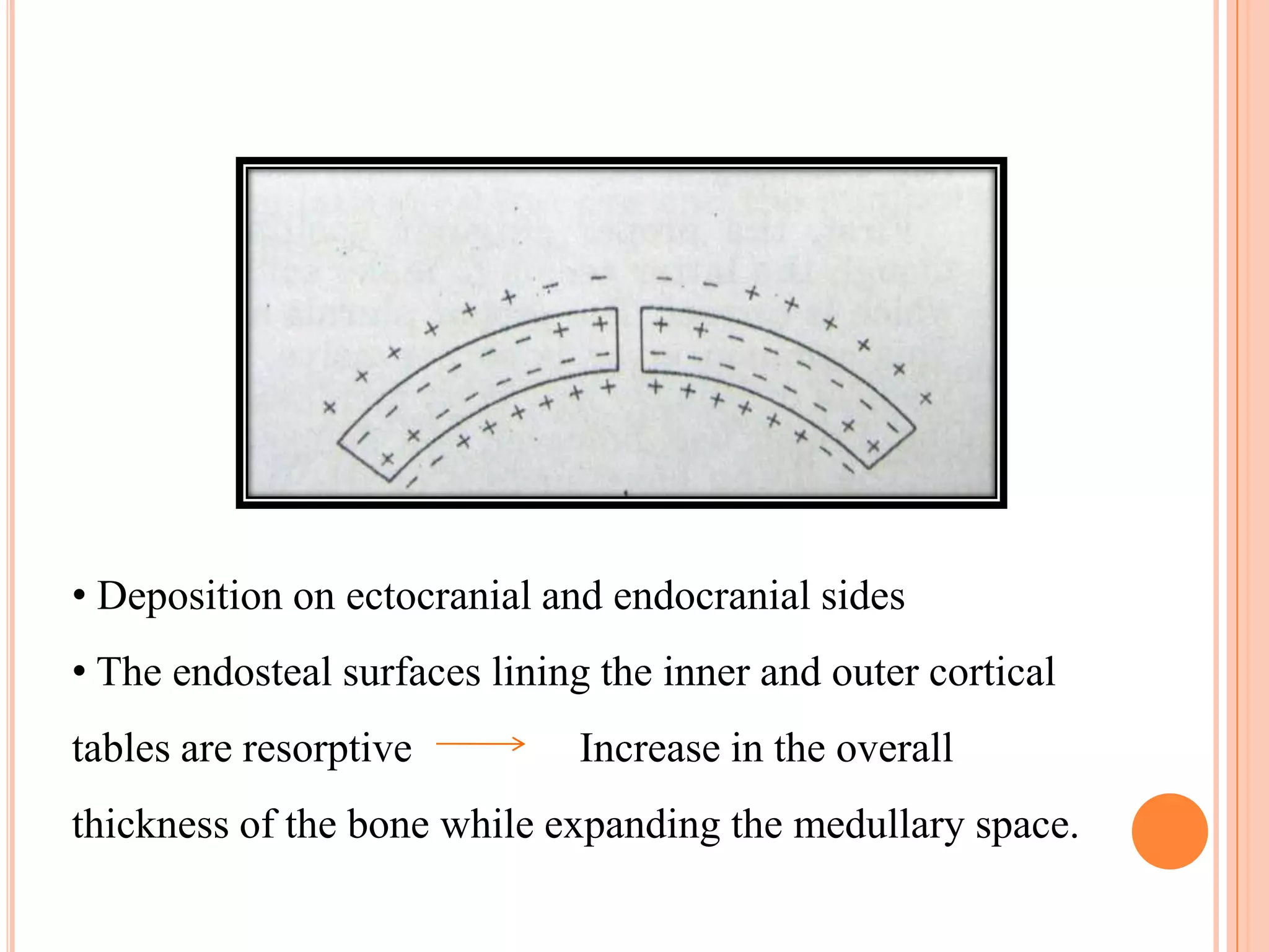 • Deposition on ectocranial and endocranial sides
• The endosteal surfaces lining the inner and outer cortical
tables are resorptive         Increase in the overall
thickness of the bone while expanding the medullary space.
 