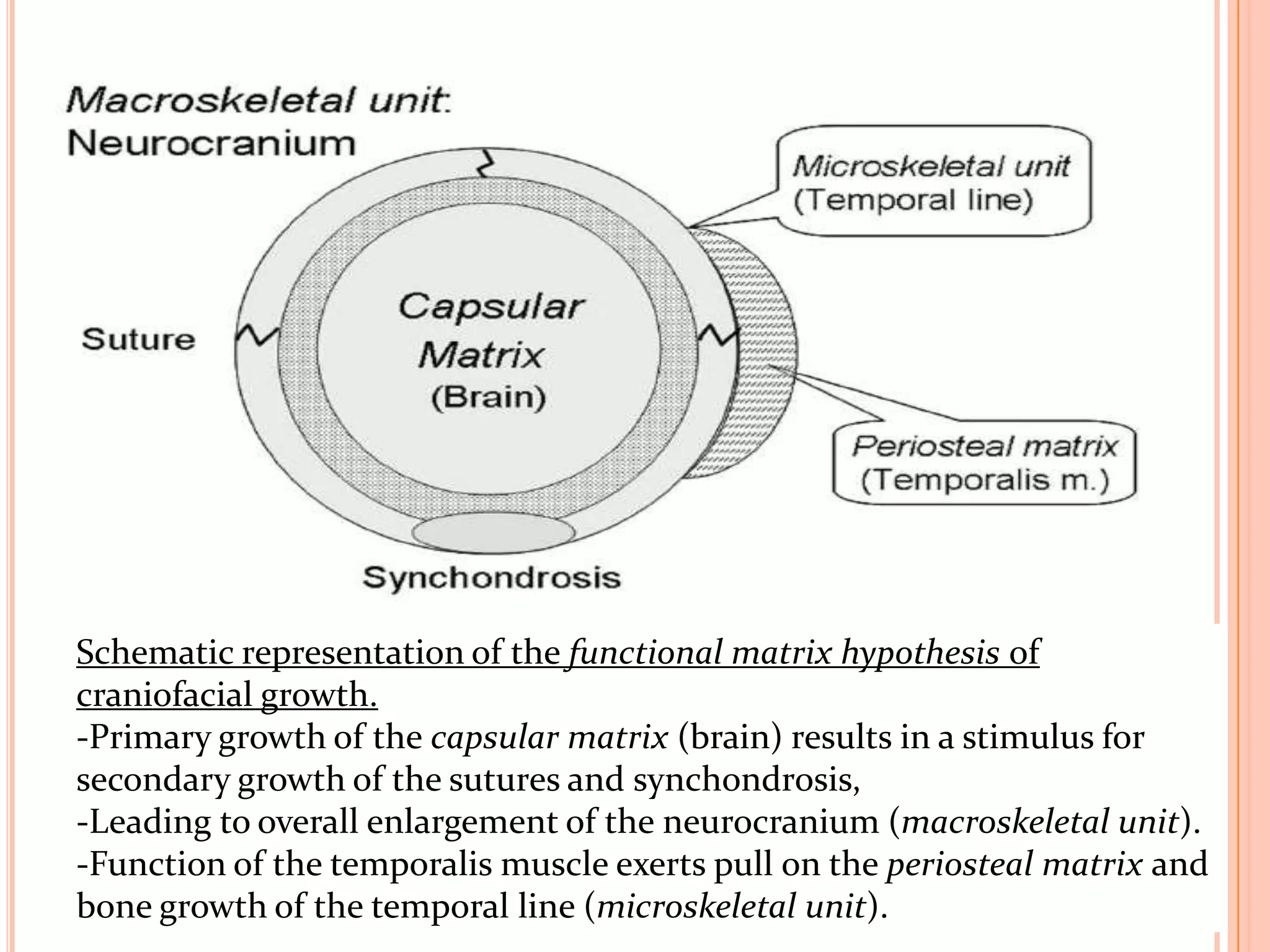 Schematic representation of the functional matrix hypothesis of
craniofacial growth.
-Primary growth of the capsular matrix (brain) results in a stimulus for
secondary growth of the sutures and synchondrosis,
-Leading to overall enlargement of the neurocranium (macroskeletal unit).
-Function of the temporalis muscle exerts pull on the periosteal matrix and
bone growth of the temporal line (microskeletal unit).
 