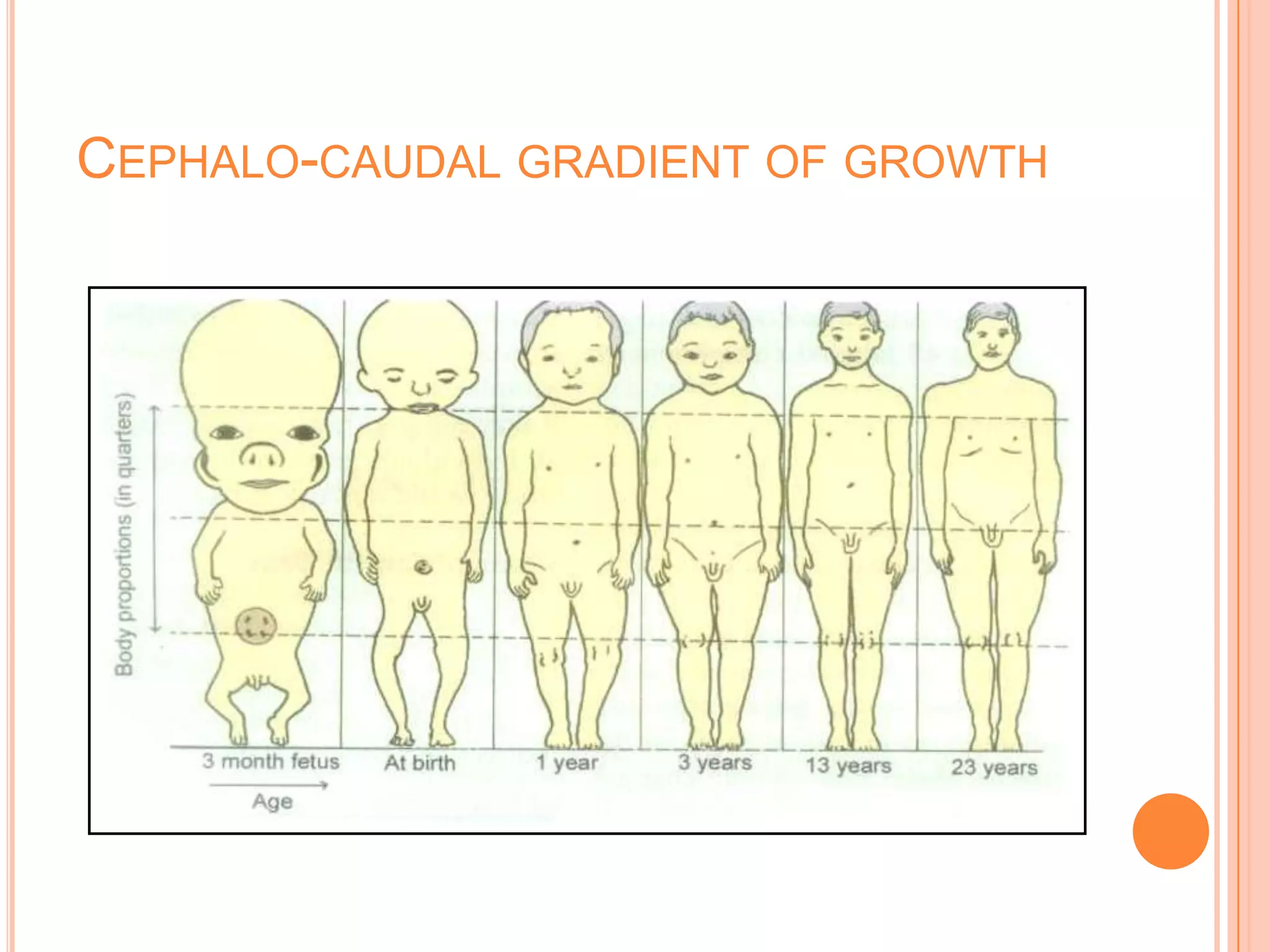 CEPHALO-CAUDAL GRADIENT OF GROWTH
 