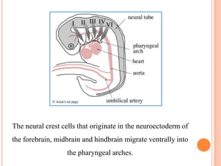 Neuroectoderm Development Growth and development of cranium and face | PPTX