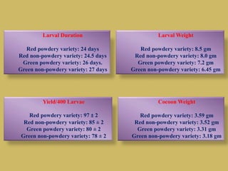 Larval Duration
Red powdery variety: 24 days
Red non-powdery variety: 24.5 days
Green powdery variety: 26 days.
Green non-powdery variety: 27 days
Larval Weight
Red powdery variety: 8.5 gm
Red non-powdery variety: 8.0 gm
Green powdery variety: 7.2 gm
Green non-powdery variety: 6.45 gm
Yield/400 Larvae
Red powdery variety: 97 ± 2
Red non-powdery variety: 85 ± 2
Green powdery variety: 80 ± 2
Green non-powdery variety: 78 ± 2
Cocoon Weight
Red powdery variety: 3.59 gm
Red non-powdery variety: 3.52 gm
Green powdery variety: 3.31 gm
Green non-powdery variety: 3.18 gm
 