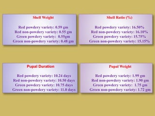 Shell Weight
Red powdery variety: 0.59 gm
Red non-powdery variety: 0.55 gm
Green powdery variety: 0.55gm
Green non-powdery variety: 0.48 gm
Shell Ratio (%)
Red powdery variety: 16.50%
Red non-powdery variety: 16.10%
Green powdery variety: 15.75%
Green non-powdery variety: 15.15%
Pupal Duration
Red powdery variety: 10.24 days
Red non-powdery variety: 10.50 days
Green powdery variety: 10.75 days
Green non-powdery variety: 11.0 days
Pupal Weight
Red powdery variety: 1.99 gm
Red non-powdery variety: 1.90 gm
Green powdery variety: 1.75 gm
Green non-powdery variety: 1.72 gm
 