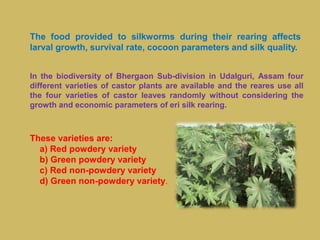 The food provided to silkworms during their rearing affects
larval growth, survival rate, cocoon parameters and silk quality.
In the biodiversity of Bhergaon Sub-division in Udalguri, Assam four
different varieties of castor plants are available and the reares use all
the four varieties of castor leaves randomly without considering the
growth and economic parameters of eri silk rearing.
These varieties are:
a) Red powdery variety
b) Green powdery variety
c) Red non-powdery variety
d) Green non-powdery variety.
 