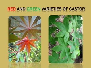 RED AND GREEN VARIETIES OF CASTOR
 