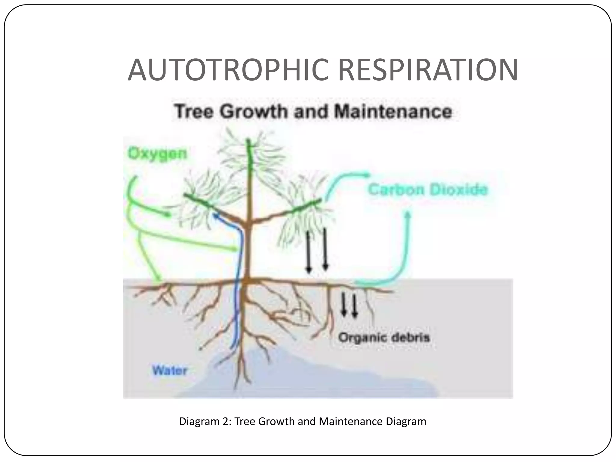 AUTOTROPHIC RESPIRATION




   Diagram 2: Tree Growth and Maintenance Diagram
 