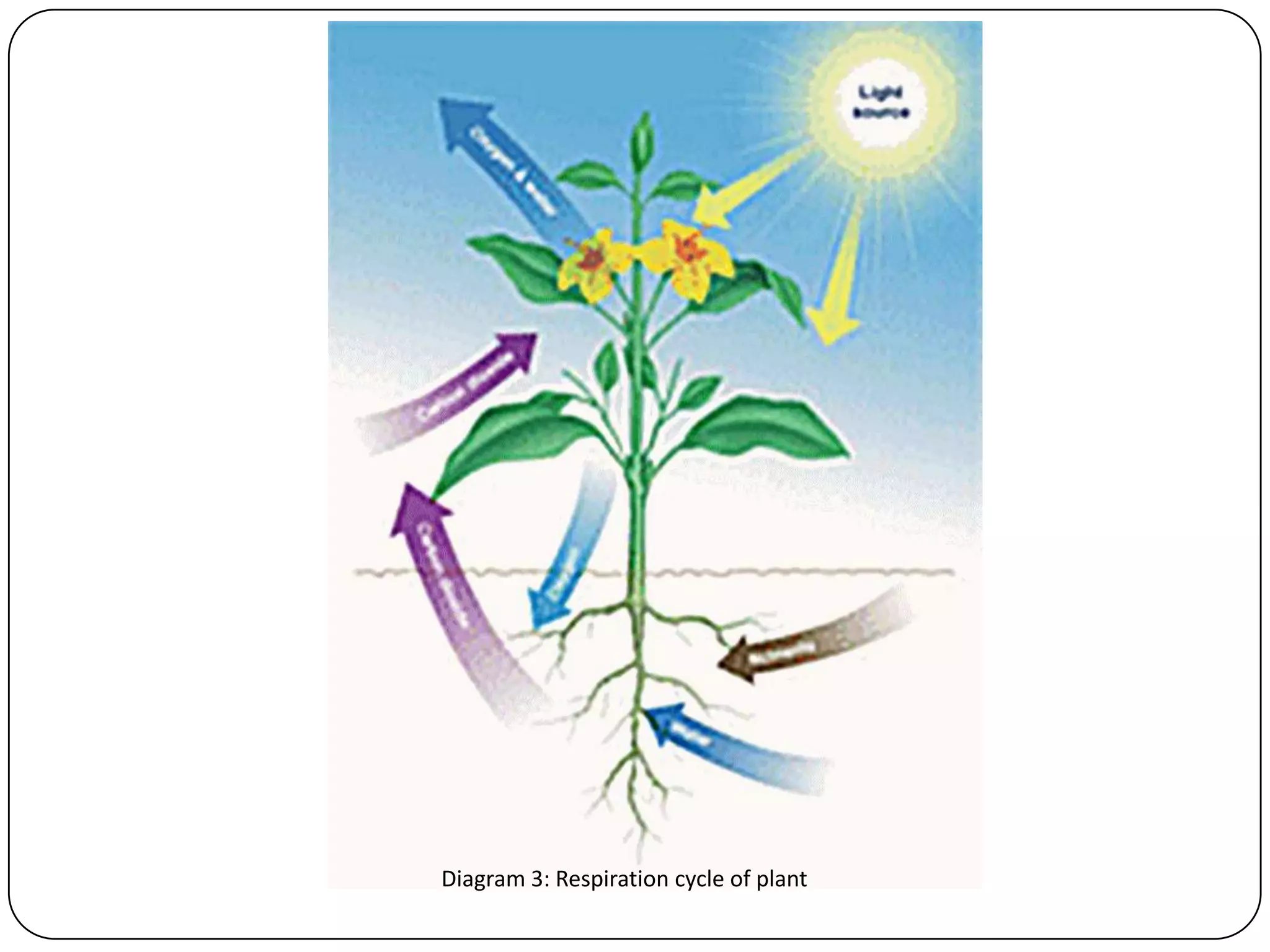 Diagram 3: Respiration cycle of plant
 