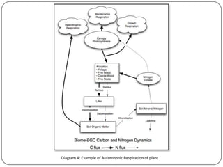 Growth and maintenance in respiration PPT
