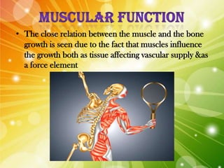 • The close relation between the muscle and the bone
growth is seen due to the fact that muscles influence
the growth both as tissue affecting vascular supply &as
a force element
 
