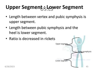 Upper Segment : Lower Segment
• Length between vertex and pubic symphysis is
upper segment.
• Length between pubic symphysis and the
heel is lower segment.
• Ratio is decreased in rickets.
4/28/2023 45
 