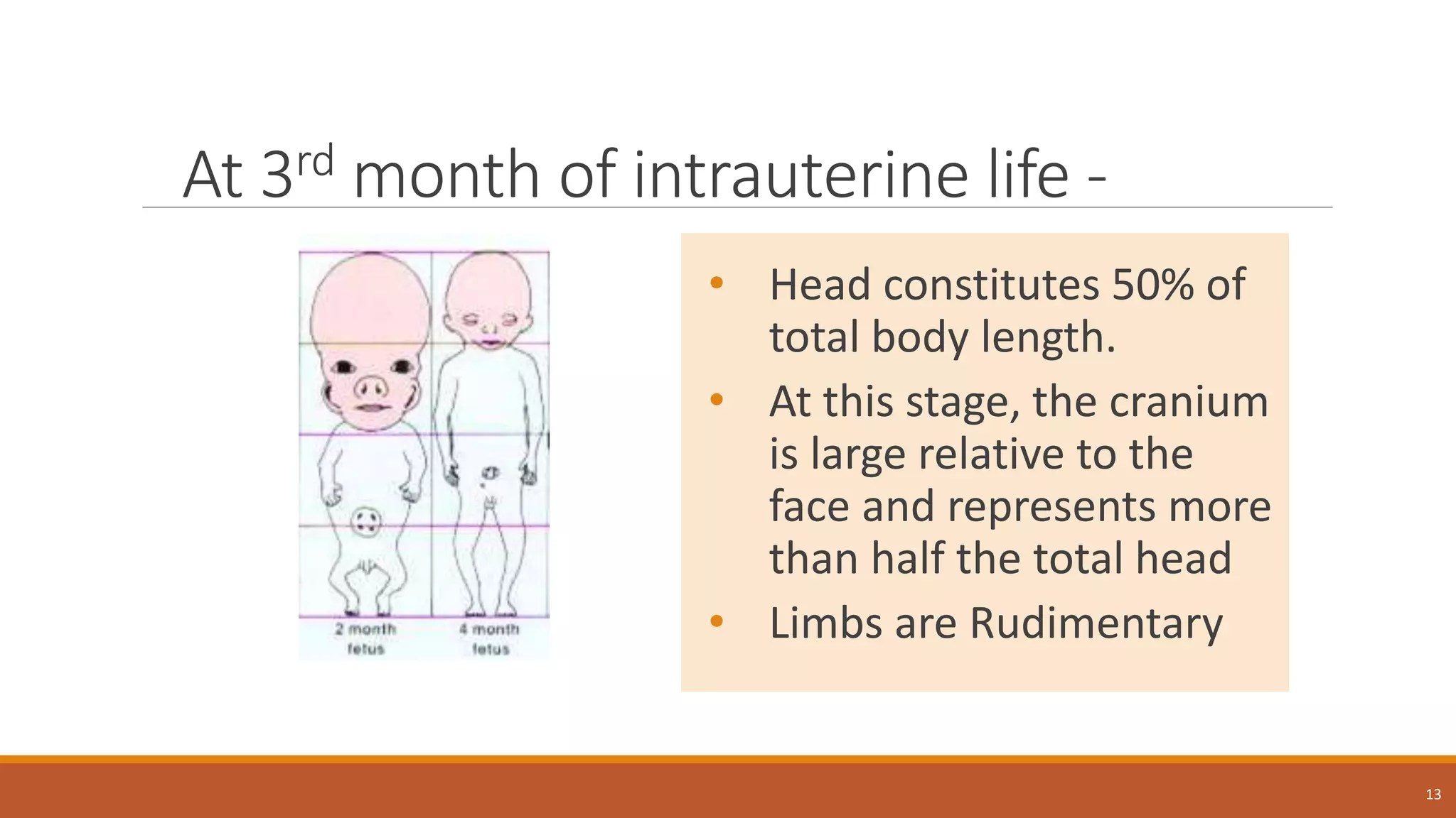 At 3rd month of intrauterine life -
• Head constitutes 50% of
total body length.
• At this stage, the cranium
is large relative to the
face and represents more
than half the total head
• Limbs are Rudimentary
13
 