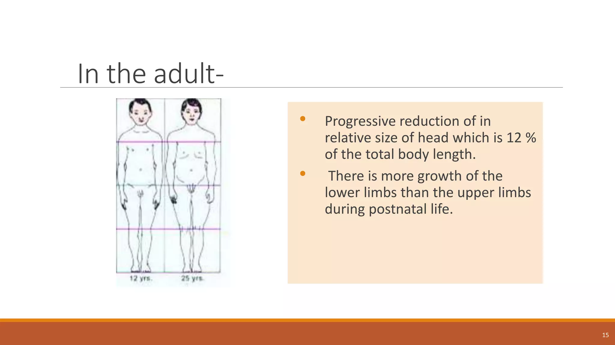In the adult-
• Progressive reduction of in
relative size of head which is 12 %
of the total body length.
• There is more growth of the
lower limbs than the upper limbs
during postnatal life.
15
 