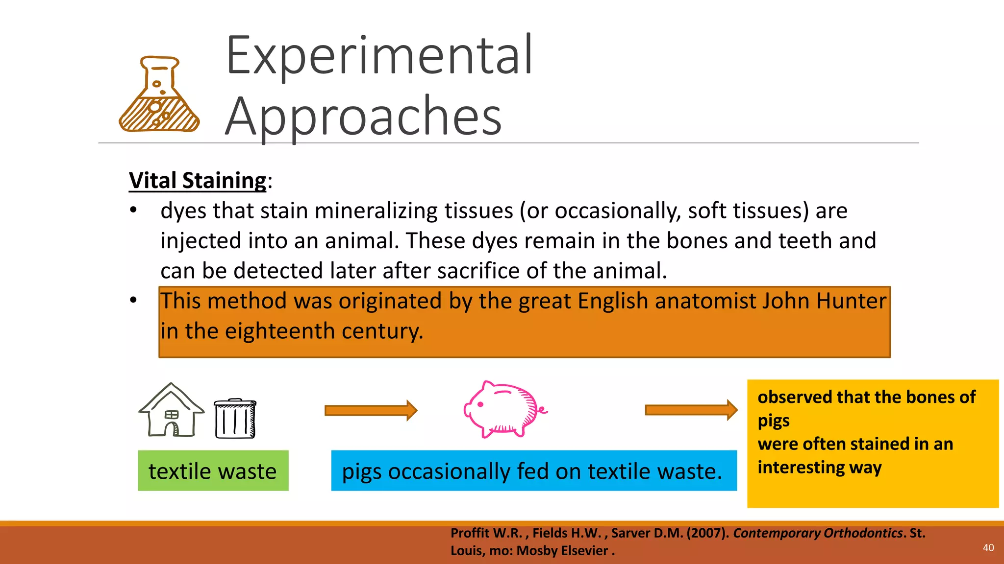 Experimental
Approaches
40
Vital Staining:
• dyes that stain mineralizing tissues (or occasionally, soft tissues) are
injected into an animal. These dyes remain in the bones and teeth and
can be detected later after sacrifice of the animal.
• This method was originated by the great English anatomist John Hunter
in the eighteenth century.
textile waste pigs occasionally fed on textile waste.
observed that the bones of
pigs
were often stained in an
interesting way
Proffit W.R. , Fields H.W. , Sarver D.M. (2007). Contemporary Orthodontics. St.
Louis, mo: Mosby Elsevier .
 