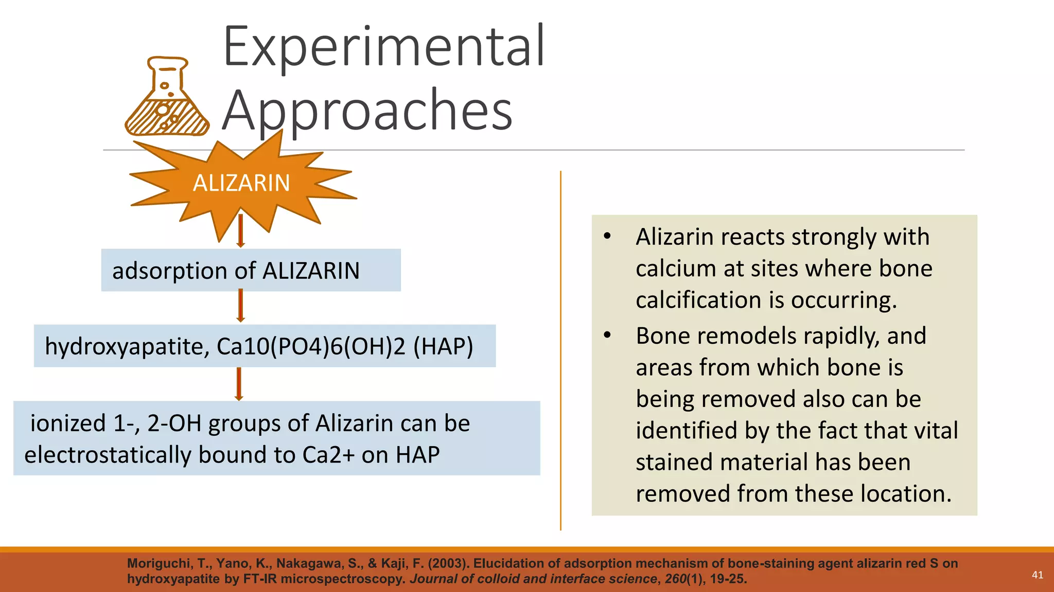Experimental
Approaches
41
ALIZARIN
adsorption of ALIZARIN
hydroxyapatite, Ca10(PO4)6(OH)2 (HAP)
ionized 1-, 2-OH groups of Alizarin can be
electrostatically bound to Ca2+ on HAP
Moriguchi, T., Yano, K., Nakagawa, S., & Kaji, F. (2003). Elucidation of adsorption mechanism of bone-staining agent alizarin red S on
hydroxyapatite by FT-IR microspectroscopy. Journal of colloid and interface science, 260(1), 19-25.
• Alizarin reacts strongly with
calcium at sites where bone
calcification is occurring.
• Bone remodels rapidly, and
areas from which bone is
being removed also can be
identified by the fact that vital
stained material has been
removed from these location.
 