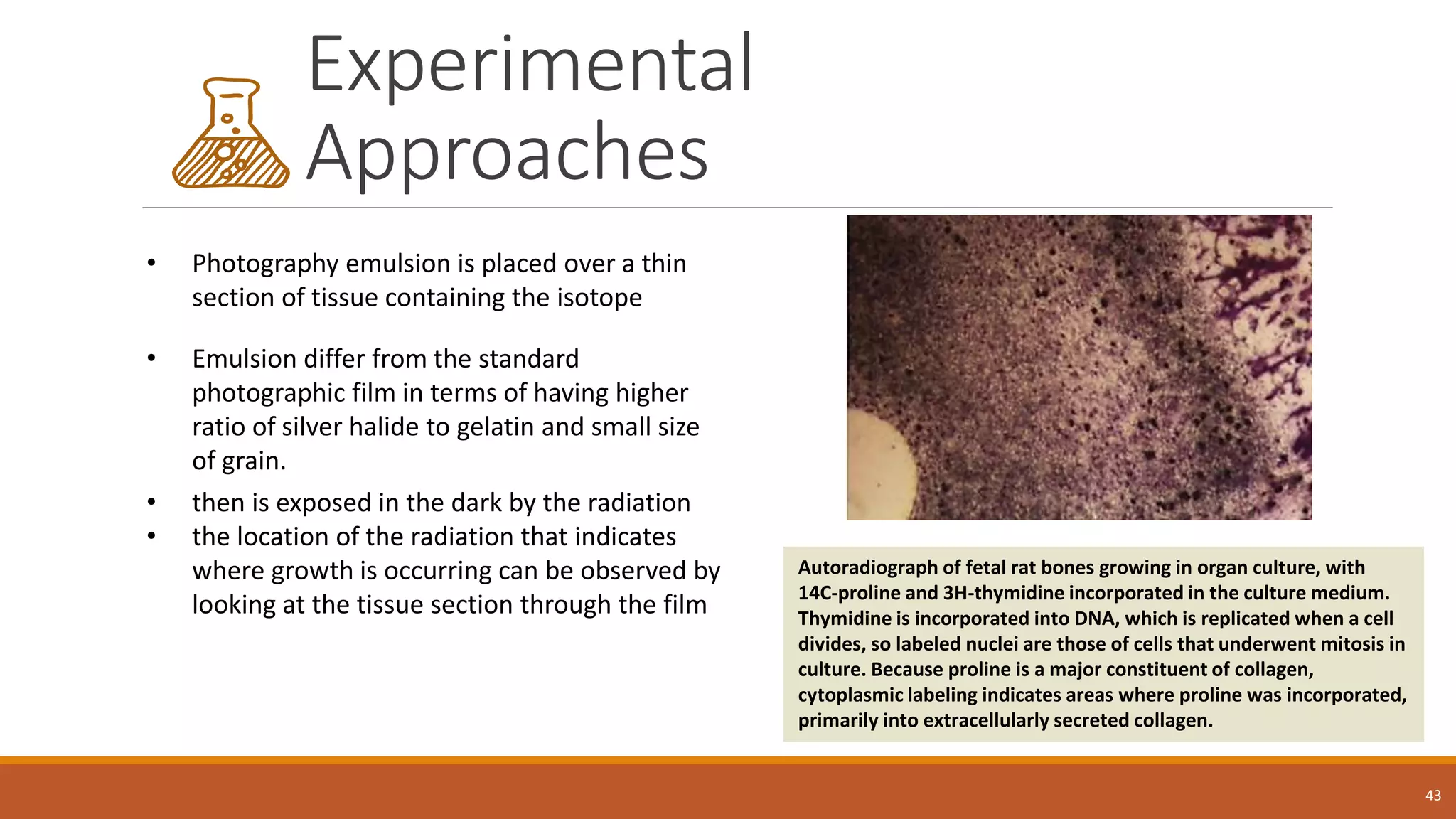 Experimental
Approaches
43
• Emulsion differ from the standard
photographic film in terms of having higher
ratio of silver halide to gelatin and small size
of grain.
• Photography emulsion is placed over a thin
section of tissue containing the isotope
• then is exposed in the dark by the radiation
• the location of the radiation that indicates
where growth is occurring can be observed by
looking at the tissue section through the film
Autoradiograph of fetal rat bones growing in organ culture, with
14C-proline and 3H-thymidine incorporated in the culture medium.
Thymidine is incorporated into DNA, which is replicated when a cell
divides, so labeled nuclei are those of cells that underwent mitosis in
culture. Because proline is a major constituent of collagen,
cytoplasmic labeling indicates areas where proline was incorporated,
primarily into extracellularly secreted collagen.
 