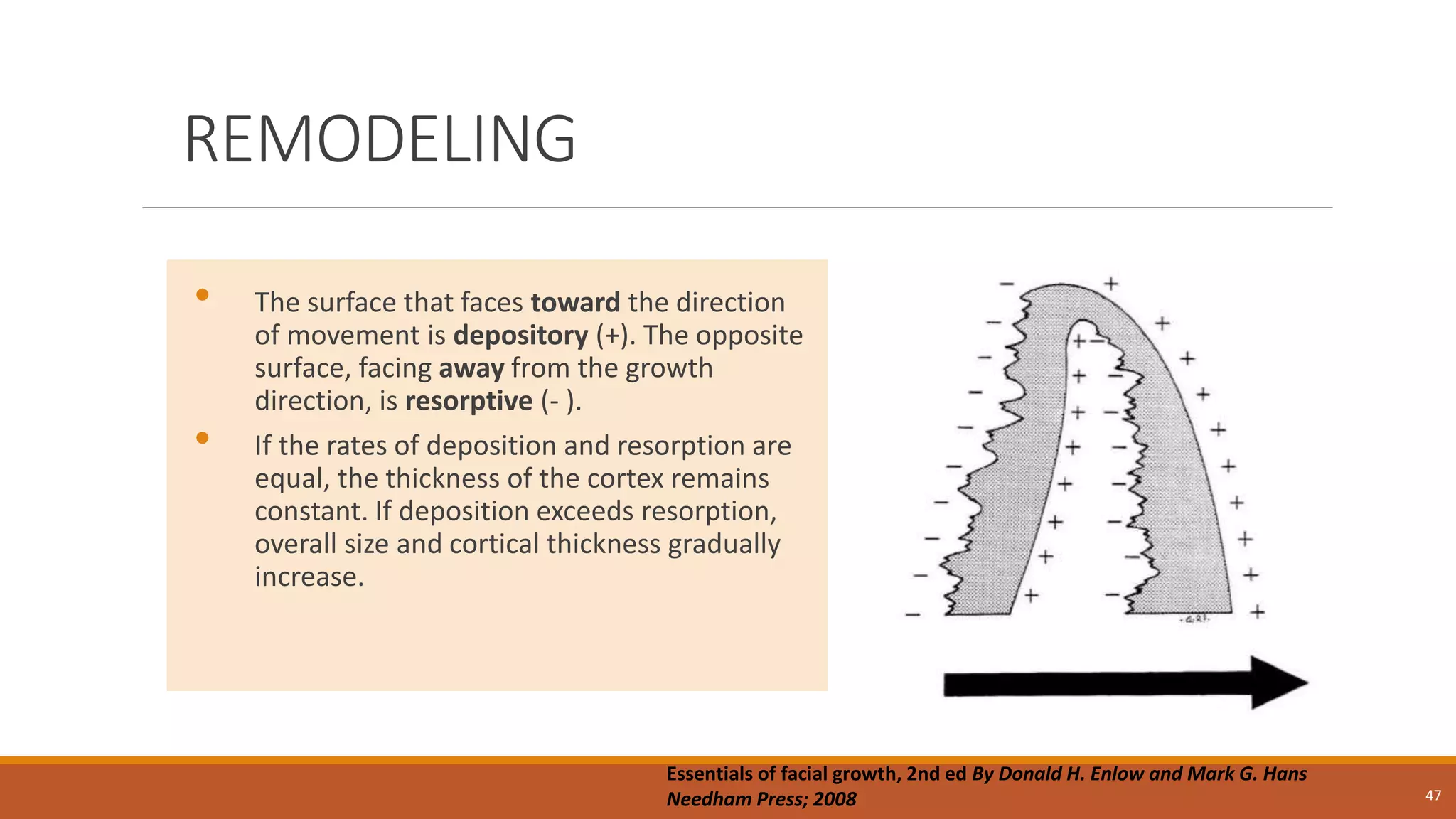 REMODELING
• The surface that faces toward the direction
of movement is depository (+). The opposite
surface, facing away from the growth
direction, is resorptive (- ).
• If the rates of deposition and resorption are
equal, the thickness of the cortex remains
constant. If deposition exceeds resorption,
overall size and cortical thickness gradually
increase.
47
Essentials of facial growth, 2nd ed By Donald H. Enlow and Mark G. Hans
Needham Press; 2008
 
