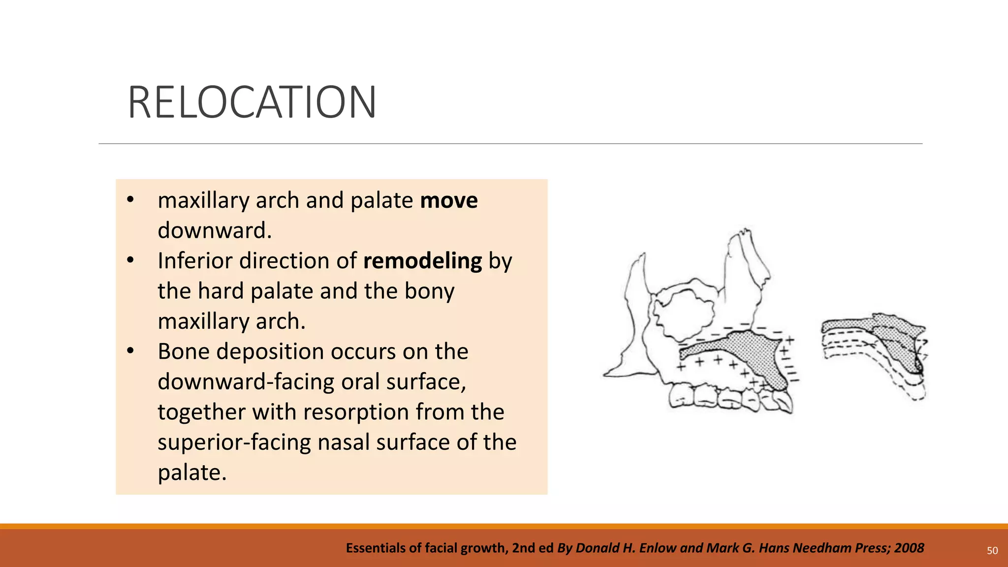 RELOCATION
50
• maxillary arch and palate move
downward.
• Inferior direction of remodeling by
the hard palate and the bony
maxillary arch.
• Bone deposition occurs on the
downward-facing oral surface,
together with resorption from the
superior-facing nasal surface of the
palate.
Essentials of facial growth, 2nd ed By Donald H. Enlow and Mark G. Hans Needham Press; 2008
 