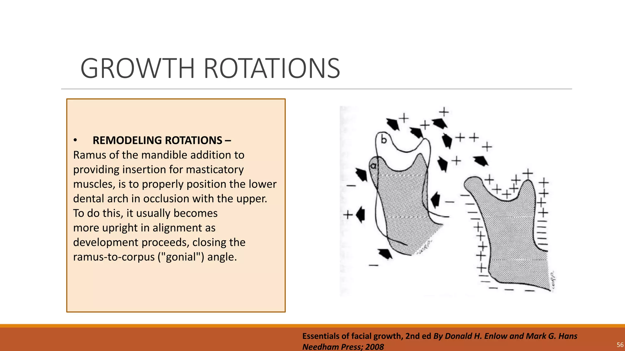 GROWTH ROTATIONS
56
• REMODELING ROTATIONS –
Ramus of the mandible addition to
providing insertion for masticatory
muscles, is to properly position the lower
dental arch in occlusion with the upper.
To do this, it usually becomes
more upright in alignment as
development proceeds, closing the
ramus-to-corpus ("gonial") angle.
Essentials of facial growth, 2nd ed By Donald H. Enlow and Mark G. Hans
Needham Press; 2008
 