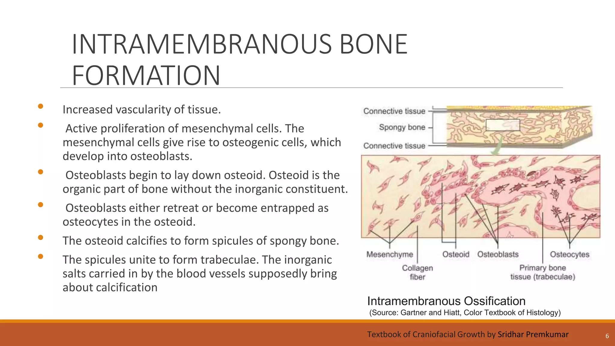 INTRAMEMBRANOUS BONE
FORMATION
• Increased vascularity of tissue.
• Active proliferation of mesenchymal cells. The
mesenchymal cells give rise to osteogenic cells, which
develop into osteoblasts.
• Osteoblasts begin to lay down osteoid. Osteoid is the
organic part of bone without the inorganic constituent.
• Osteoblasts either retreat or become entrapped as
osteocytes in the osteoid.
• The osteoid calcifies to form spicules of spongy bone.
• The spicules unite to form trabeculae. The inorganic
salts carried in by the blood vessels supposedly bring
about calcification
6
Intramembranous Ossification
(Source: Gartner and Hiatt, Color Textbook of Histology)
Textbook of Craniofacial Growth by Sridhar Premkumar
 