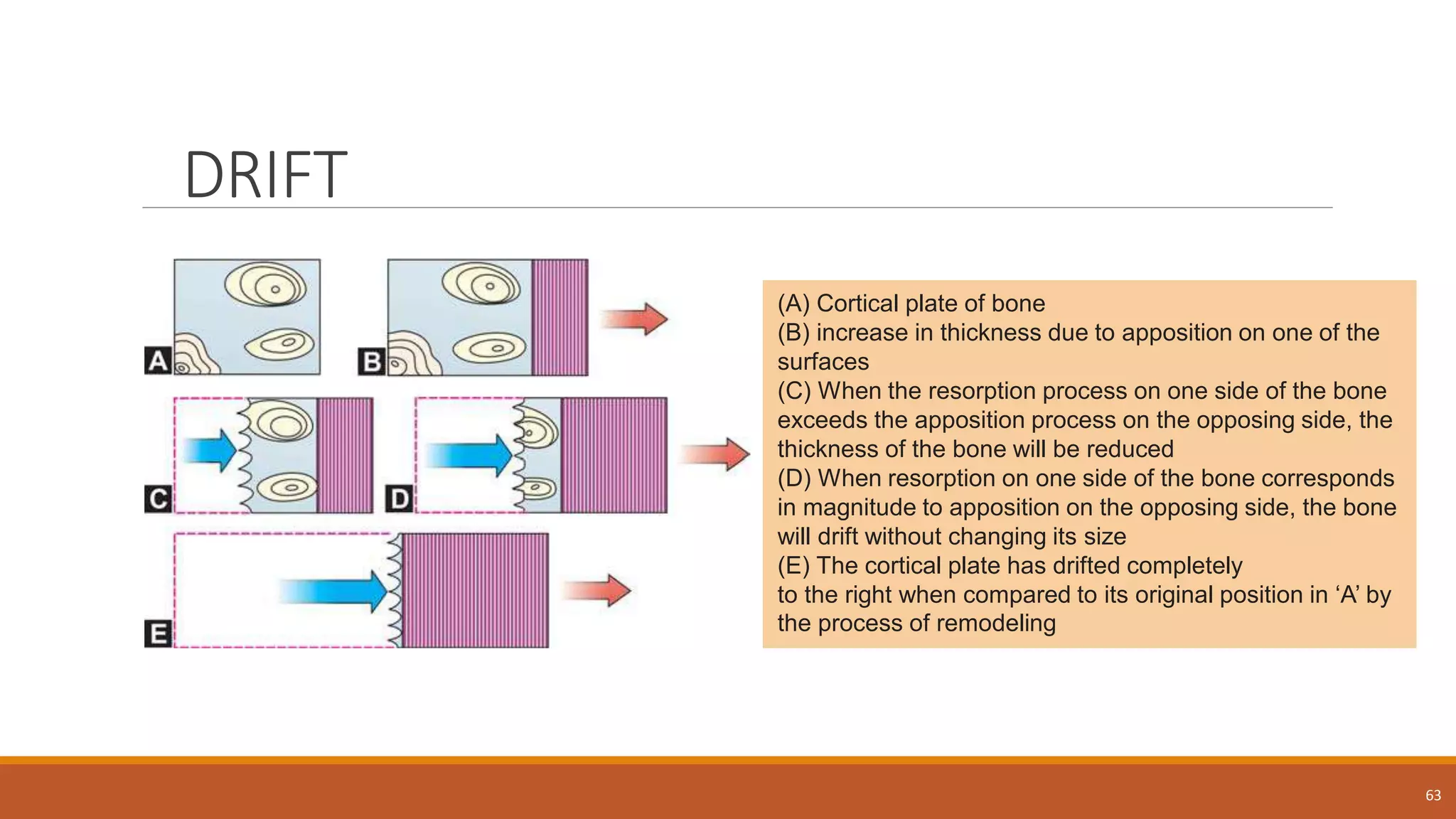 DRIFT
63
(A) Cortical plate of bone
(B) increase in thickness due to apposition on one of the
surfaces
(C) When the resorption process on one side of the bone
exceeds the apposition process on the opposing side, the
thickness of the bone will be reduced
(D) When resorption on one side of the bone corresponds
in magnitude to apposition on the opposing side, the bone
will drift without changing its size
(E) The cortical plate has drifted completely
to the right when compared to its original position in ‘A’ by
the process of remodeling
 