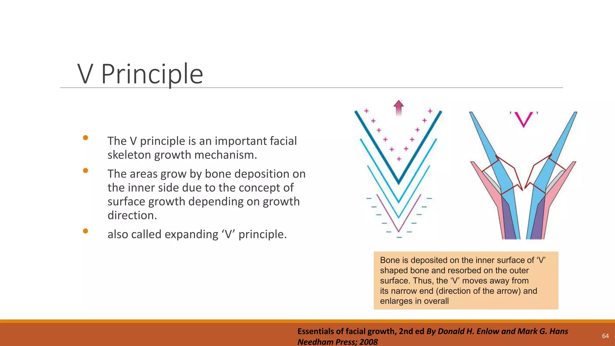 V Principle
• The V principle is an important facial
skeleton growth mechanism.
• The areas grow by bone deposition on
the inner side due to the concept of
surface growth depending on growth
direction.
• also called expanding ‘V’ principle.
64
Bone is deposited on the inner surface of ‘V’
shaped bone and resorbed on the outer
surface. Thus, the ‘V’ moves away from
its narrow end (direction of the arrow) and
enlarges in overall
Essentials of facial growth, 2nd ed By Donald H. Enlow and Mark G. Hans
Needham Press; 2008
 