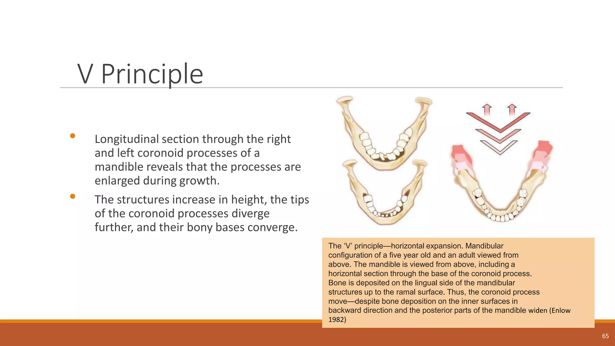 V Principle
• Longitudinal section through the right
and left coronoid processes of a
mandible reveals that the processes are
enlarged during growth.
• The structures increase in height, the tips
of the coronoid processes diverge
further, and their bony bases converge.
65
The ‘V’ principle—horizontal expansion. Mandibular
configuration of a five year old and an adult viewed from
above. The mandible is viewed from above, including a
horizontal section through the base of the coronoid process.
Bone is deposited on the lingual side of the mandibular
structures up to the ramal surface. Thus, the coronoid process
move—despite bone deposition on the inner surfaces in
backward direction and the posterior parts of the mandible widen (Enlow
1982)
 