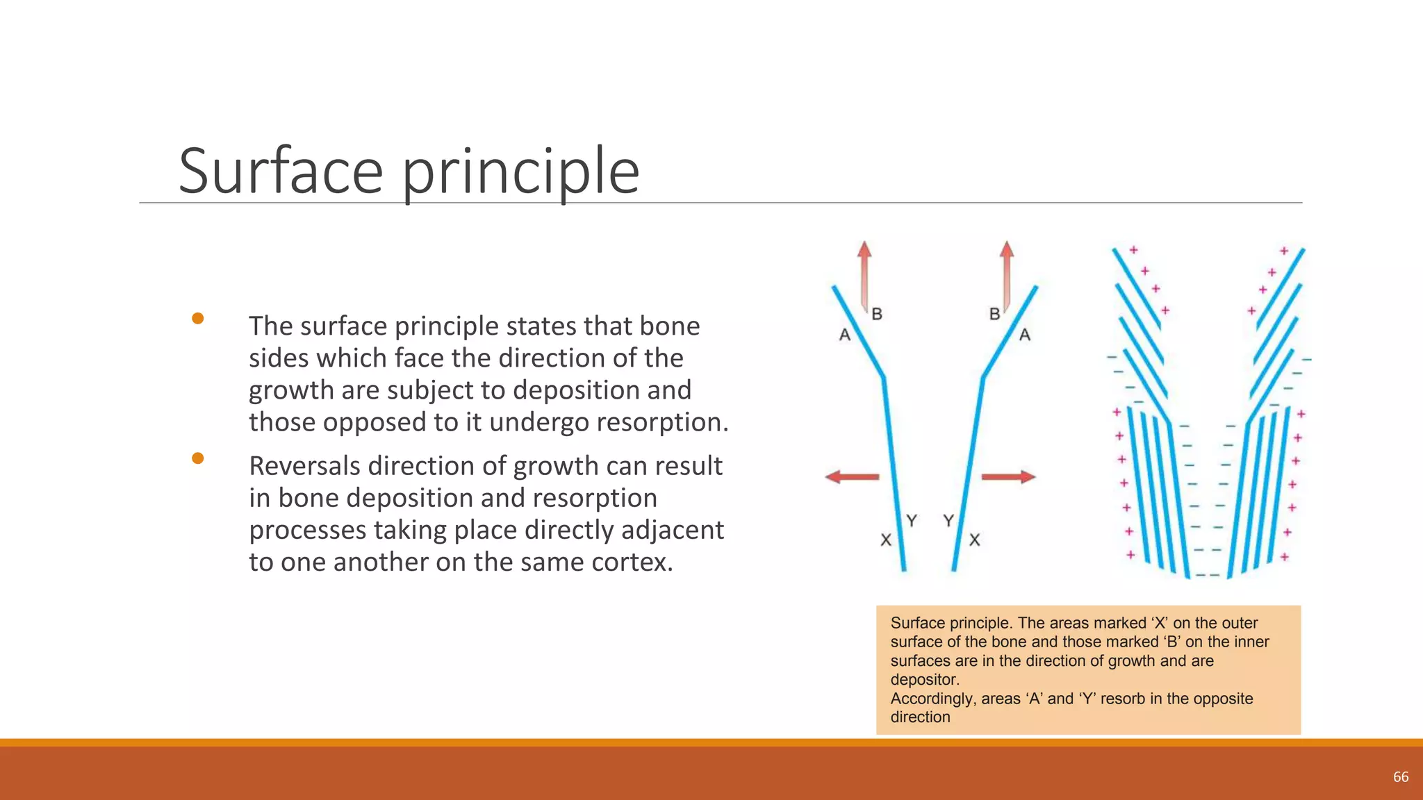 Surface principle
• The surface principle states that bone
sides which face the direction of the
growth are subject to deposition and
those opposed to it undergo resorption.
• Reversals direction of growth can result
in bone deposition and resorption
processes taking place directly adjacent
to one another on the same cortex.
66
Surface principle. The areas marked ‘X’ on the outer
surface of the bone and those marked ‘B’ on the inner
surfaces are in the direction of growth and are
depositor.
Accordingly, areas ‘A’ and ‘Y’ resorb in the opposite
direction
 