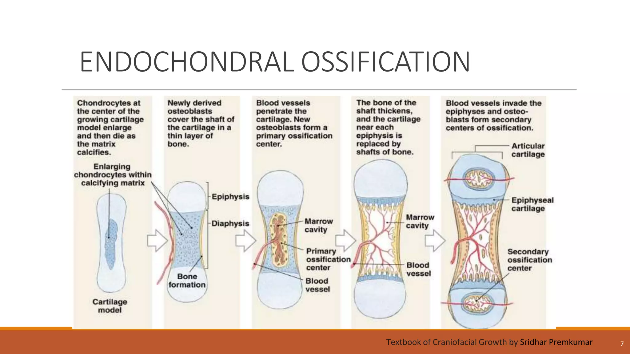 ENDOCHONDRAL OSSIFICATION
7Textbook of Craniofacial Growth by Sridhar Premkumar
 