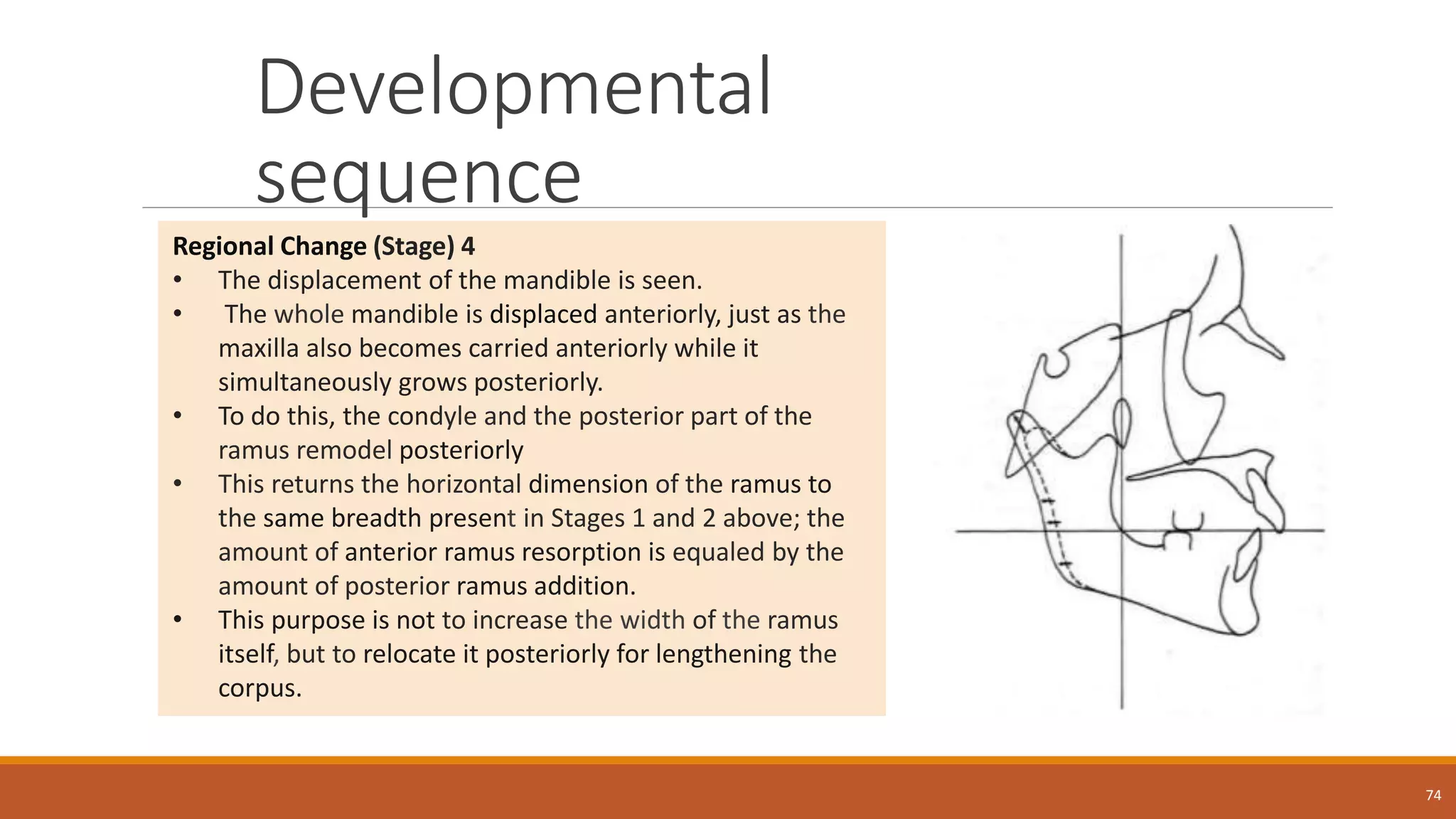Developmental
sequence
74
Regional Change (Stage) 4
• The displacement of the mandible is seen.
• The whole mandible is displaced anteriorly, just as the
maxilla also becomes carried anteriorly while it
simultaneously grows posteriorly.
• To do this, the condyle and the posterior part of the
ramus remodel posteriorly
• This returns the horizontal dimension of the ramus to
the same breadth present in Stages 1 and 2 above; the
amount of anterior ramus resorption is equaled by the
amount of posterior ramus addition.
• This purpose is not to increase the width of the ramus
itself, but to relocate it posteriorly for lengthening the
corpus.
 