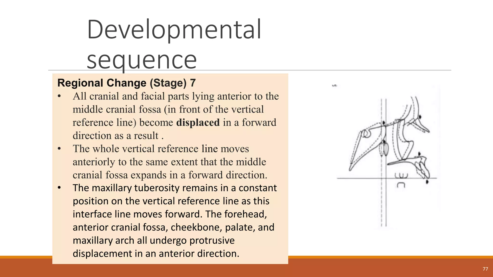 Developmental
sequence
77
Regional Change (Stage) 7
• All cranial and facial parts lying anterior to the
middle cranial fossa (in front of the vertical
reference line) become displaced in a forward
direction as a result .
• The whole vertical reference line moves
anteriorly to the same extent that the middle
cranial fossa expands in a forward direction.
• The maxillary tuberosity remains in a constant
position on the vertical reference line as this
interface line moves forward. The forehead,
anterior cranial fossa, cheekbone, palate, and
maxillary arch all undergo protrusive
displacement in an anterior direction.
 