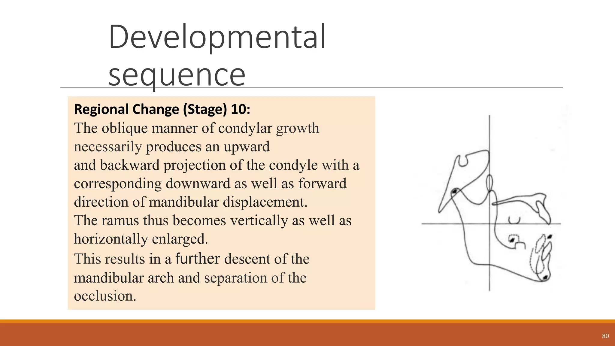 Developmental
sequence
80
Regional Change (Stage) 10:
The oblique manner of condylar growth
necessarily produces an upward
and backward projection of the condyle with a
corresponding downward as well as forward
direction of mandibular displacement.
The ramus thus becomes vertically as well as
horizontally enlarged.
This results in a further descent of the
mandibular arch and separation of the
occlusion.
 