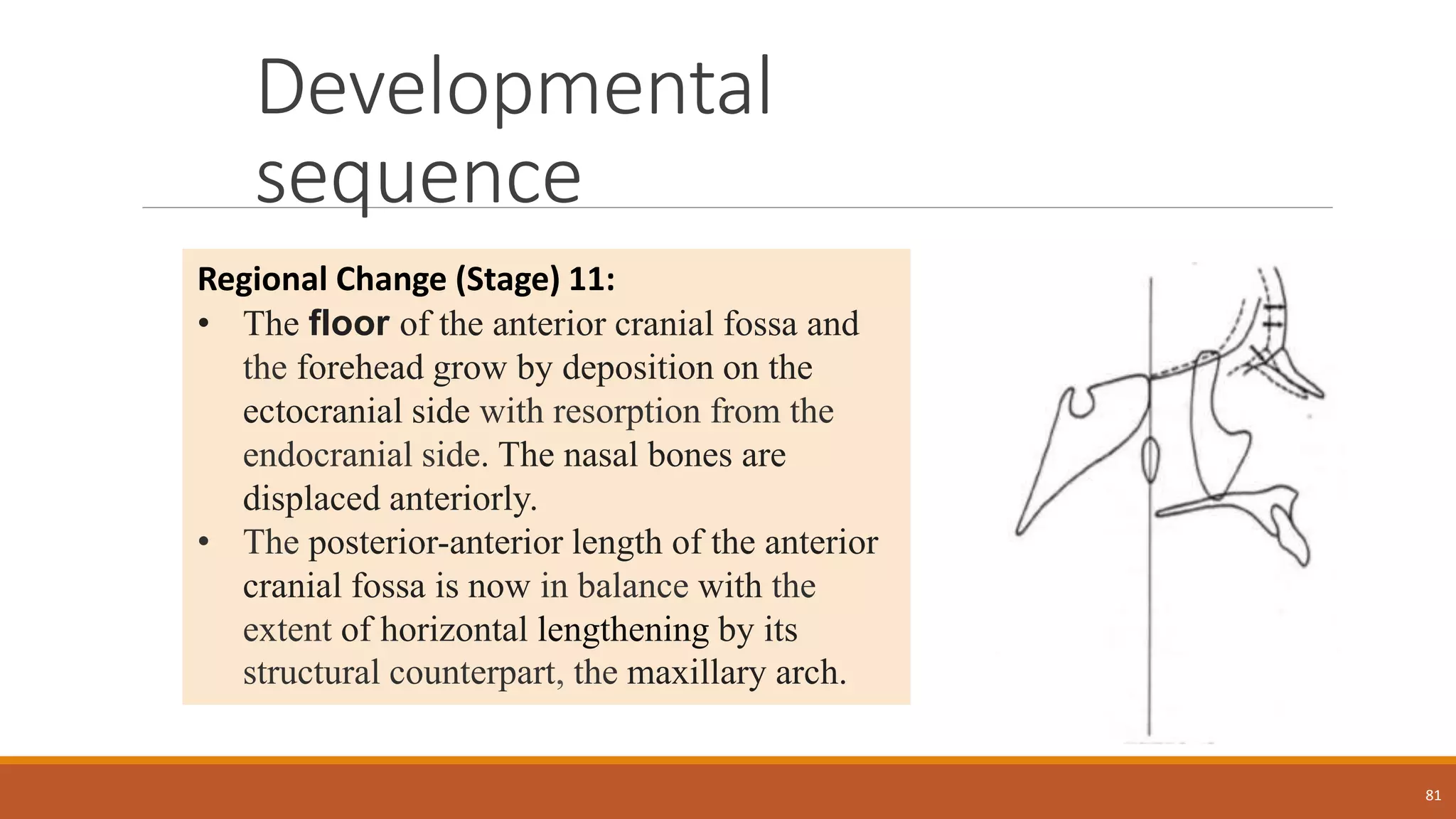 Developmental
sequence
81
Regional Change (Stage) 11:
• The floor of the anterior cranial fossa and
the forehead grow by deposition on the
ectocranial side with resorption from the
endocranial side. The nasal bones are
displaced anteriorly.
• The posterior-anterior length of the anterior
cranial fossa is now in balance with the
extent of horizontal lengthening by its
structural counterpart, the maxillary arch.
 