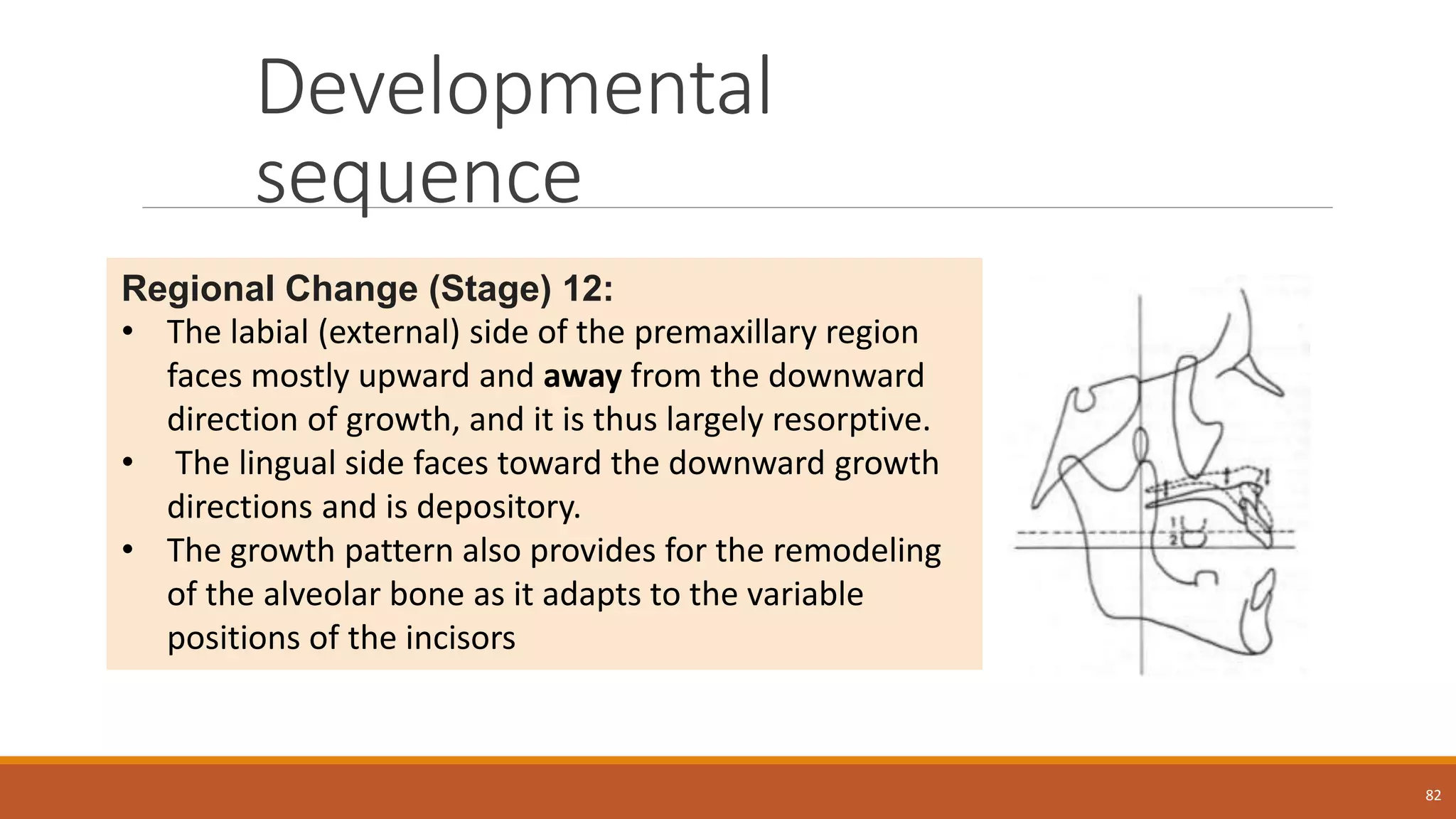 Developmental
sequence
82
Regional Change (Stage) 12:
• The labial (external) side of the premaxillary region
faces mostly upward and away from the downward
direction of growth, and it is thus largely resorptive.
• The lingual side faces toward the downward growth
directions and is depository.
• The growth pattern also provides for the remodeling
of the alveolar bone as it adapts to the variable
positions of the incisors
 
