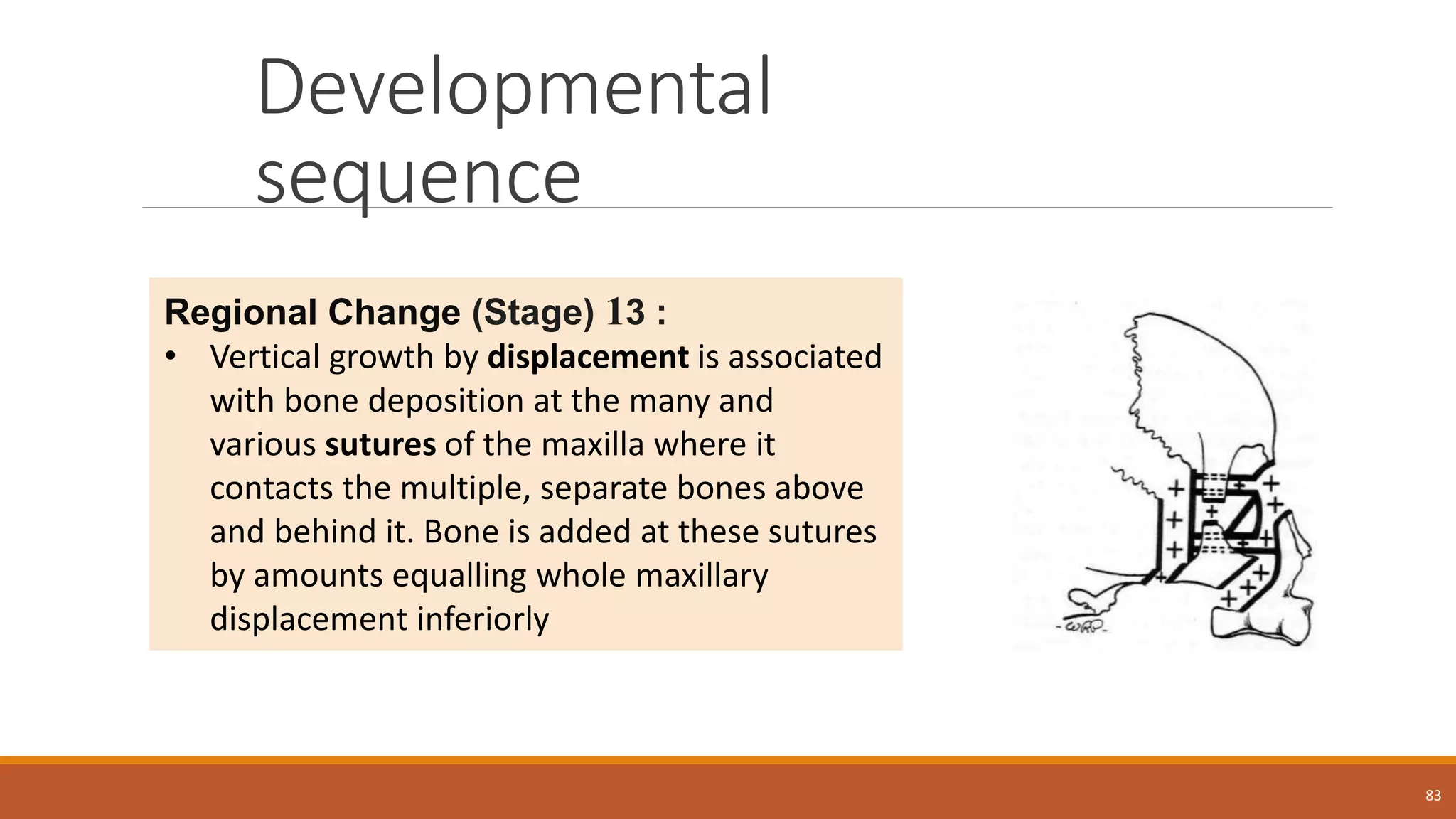 Developmental
sequence
83
Regional Change (Stage) 13 :
• Vertical growth by displacement is associated
with bone deposition at the many and
various sutures of the maxilla where it
contacts the multiple, separate bones above
and behind it. Bone is added at these sutures
by amounts equalling whole maxillary
displacement inferiorly
 