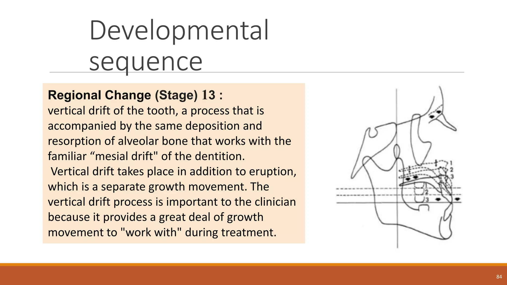 Developmental
sequence
84
Regional Change (Stage) 13 :
vertical drift of the tooth, a process that is
accompanied by the same deposition and
resorption of alveolar bone that works with the
familiar “mesial drift" of the dentition.
Vertical drift takes place in addition to eruption,
which is a separate growth movement. The
vertical drift process is important to the clinician
because it provides a great deal of growth
movement to "work with" during treatment.
 