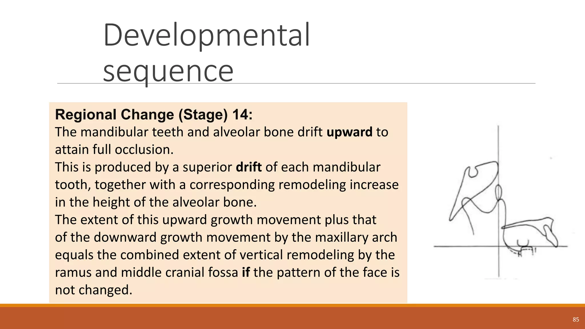 Developmental
sequence
85
Regional Change (Stage) 14:
The mandibular teeth and alveolar bone drift upward to
attain full occlusion.
This is produced by a superior drift of each mandibular
tooth, together with a corresponding remodeling increase
in the height of the alveolar bone.
The extent of this upward growth movement plus that
of the downward growth movement by the maxillary arch
equals the combined extent of vertical remodeling by the
ramus and middle cranial fossa if the pattern of the face is
not changed.
 