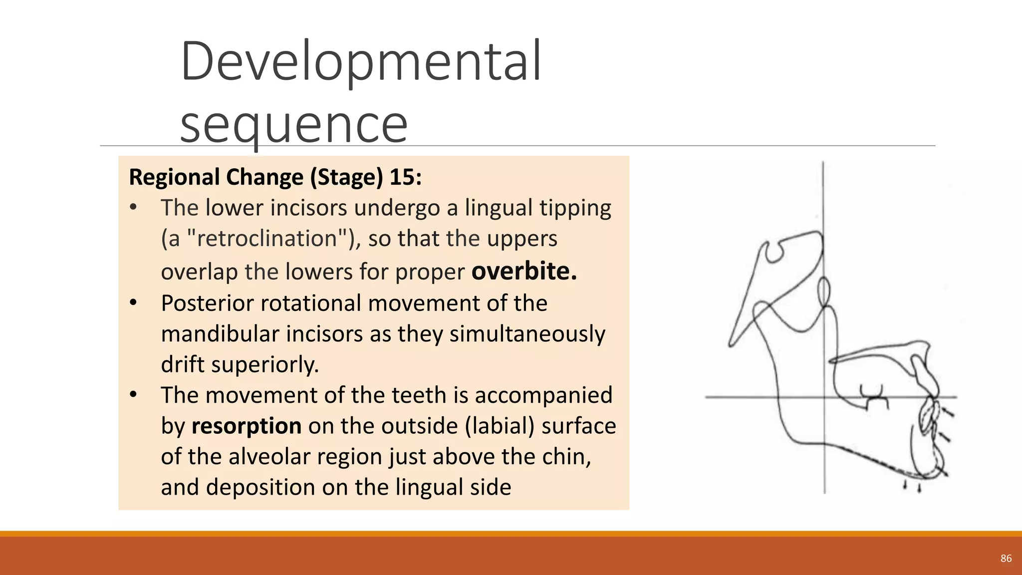 Developmental
sequence
86
Regional Change (Stage) 15:
• The lower incisors undergo a lingual tipping
(a "retroclination"), so that the uppers
overlap the lowers for proper overbite.
• Posterior rotational movement of the
mandibular incisors as they simultaneously
drift superiorly.
• The movement of the teeth is accompanied
by resorption on the outside (labial) surface
of the alveolar region just above the chin,
and deposition on the lingual side
 