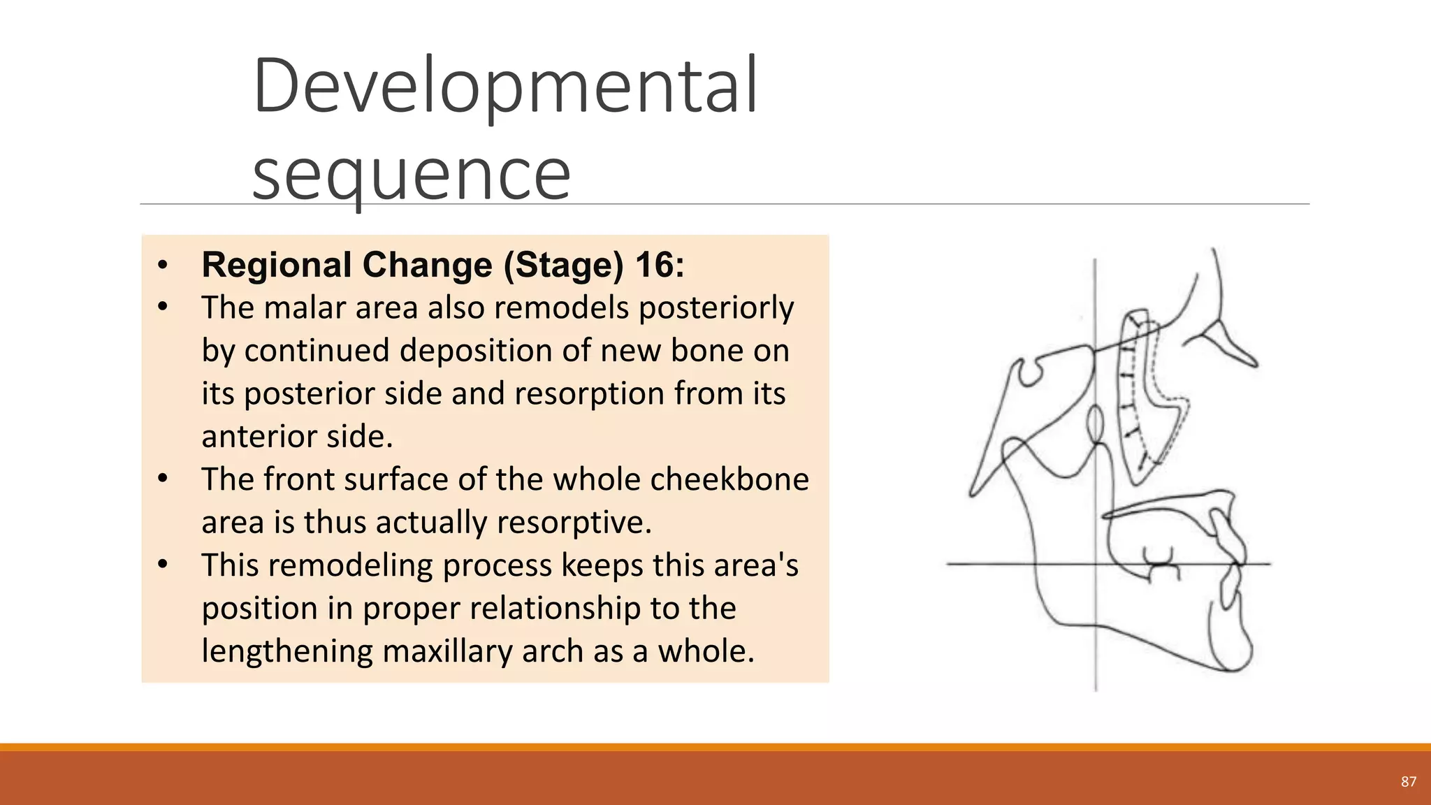 Developmental
sequence
87
• Regional Change (Stage) 16:
• The malar area also remodels posteriorly
by continued deposition of new bone on
its posterior side and resorption from its
anterior side.
• The front surface of the whole cheekbone
area is thus actually resorptive.
• This remodeling process keeps this area's
position in proper relationship to the
lengthening maxillary arch as a whole.
 