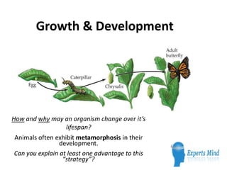 Growth & Development




How and why may an organism change over it’s
                   lifespan?
 Animals often exhibit metamorphosis in their
                 development.
 Can you explain at least one advantage to this
                  “strategy”?
 