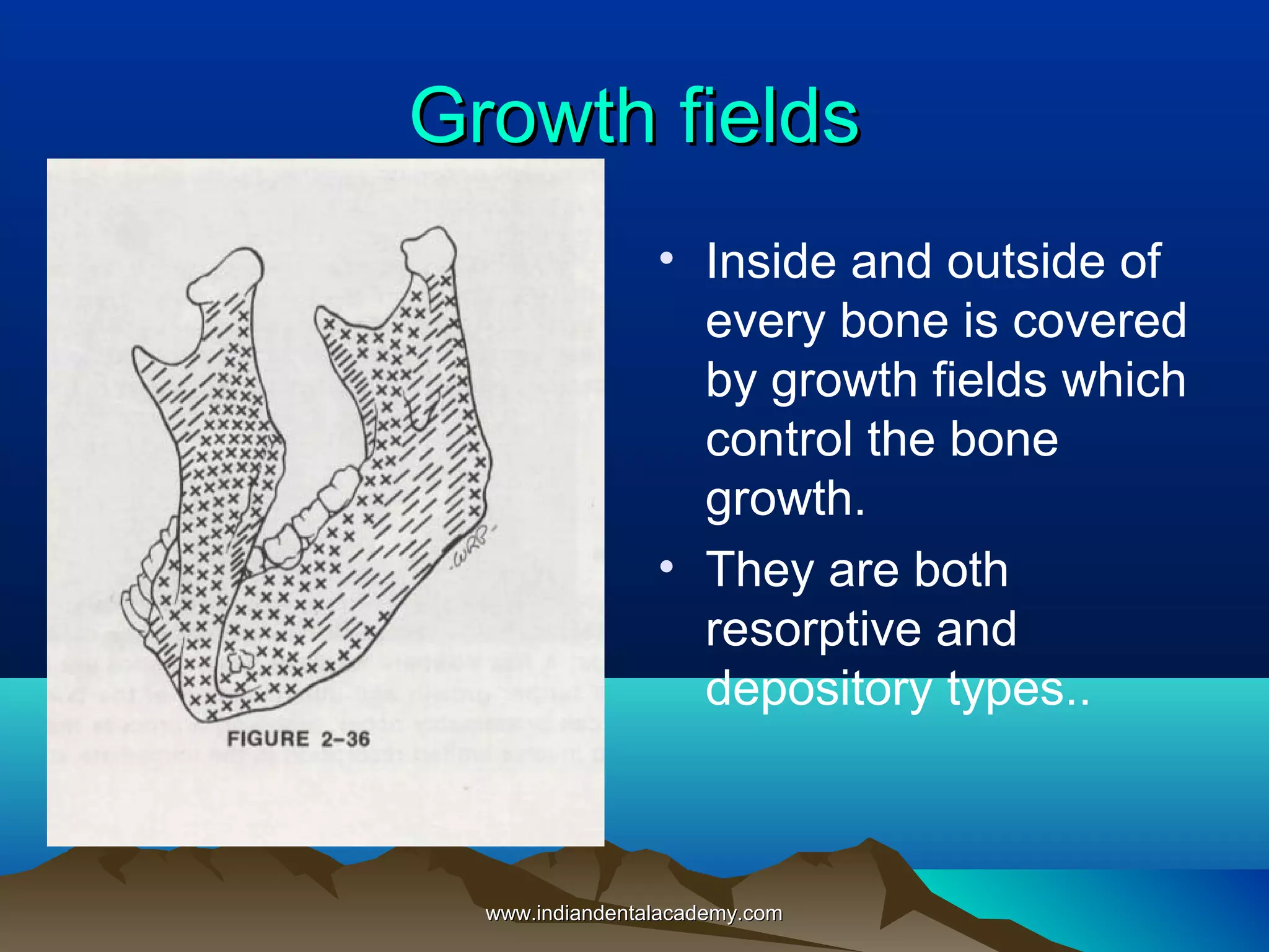 Growth fieldsGrowth fields
• Inside and outside of
every bone is covered
by growth fields which
control the bone
growth.
• They are both
resorptive and
depository types..
www.indiandentalacademy.comwww.indiandentalacademy.com
 