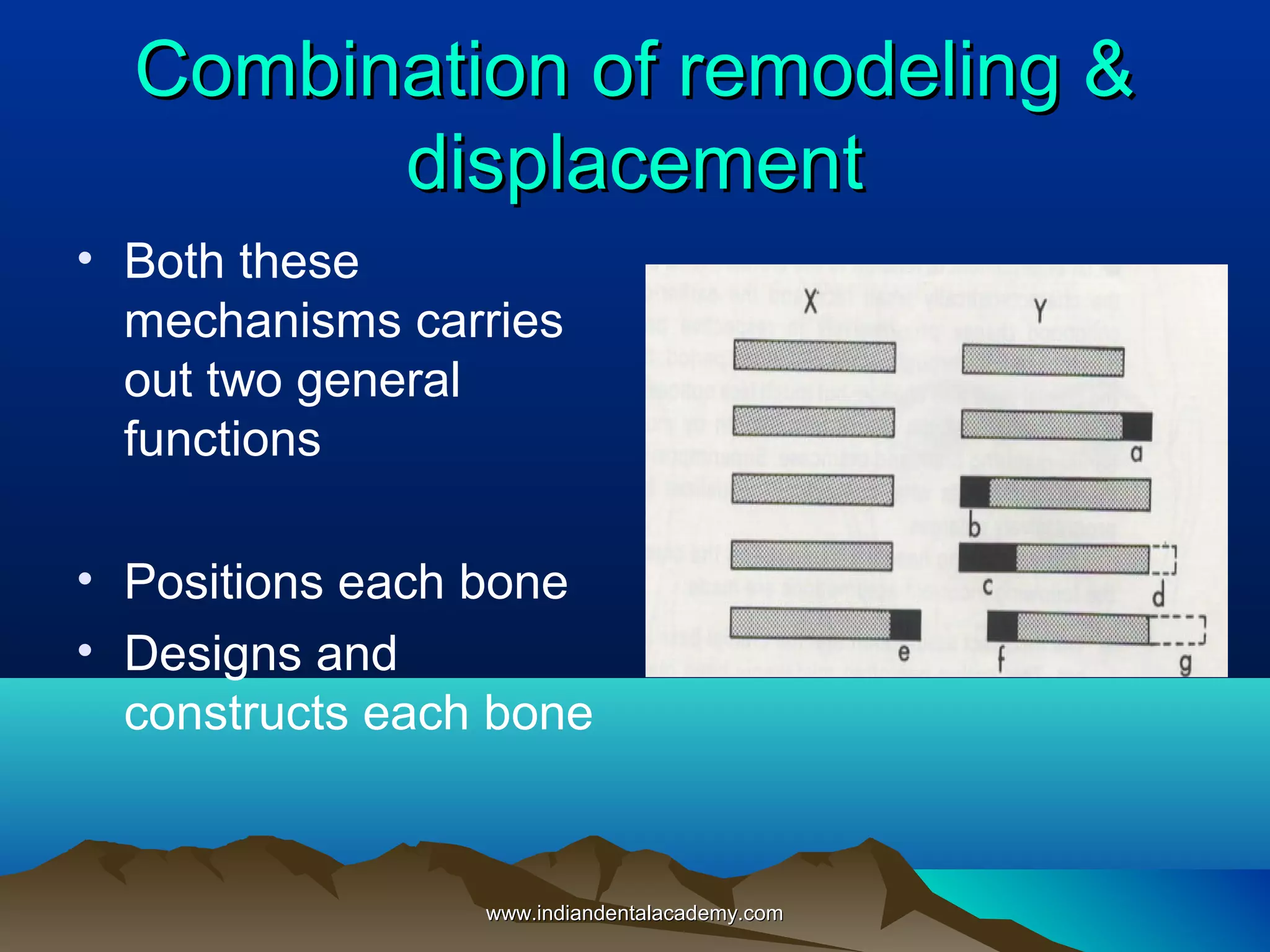 Combination of remodeling &Combination of remodeling &
displacementdisplacement
• Both these
mechanisms carries
out two general
functions
• Positions each bone
• Designs and
constructs each bone
www.indiandentalacademy.comwww.indiandentalacademy.com
 