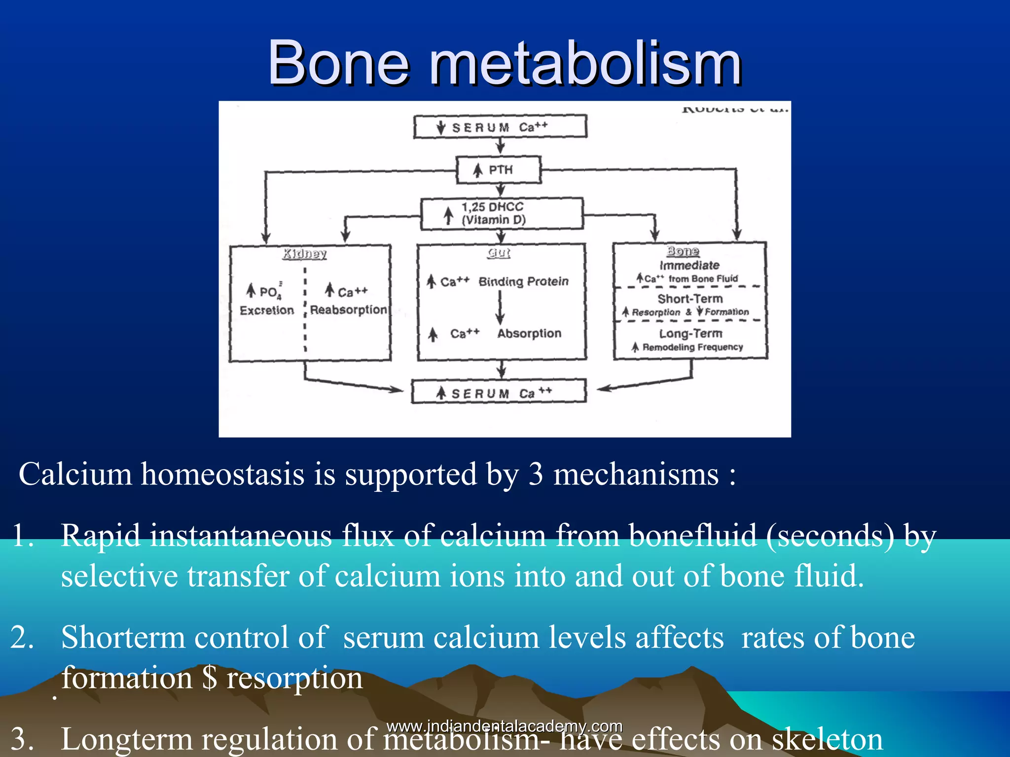 Bone metabolismBone metabolism
Calcium homeostasis is supported by 3 mechanisms :
1. Rapid instantaneous flux of calcium from bonefluid (seconds) by
selective transfer of calcium ions into and out of bone fluid.
2. Shorterm control of serum calcium levels affects rates of bone
formation $ resorption
3. Longterm regulation of metabolism- have effects on skeleton
.
www.indiandentalacademy.comwww.indiandentalacademy.com
 