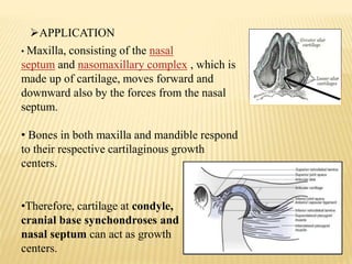 • Maxilla, consisting of the nasal
septum and nasomaxillary complex , which is
made up of cartilage, moves forward and
downward also by the forces from the nasal
septum.
• Bones in both maxilla and mandible respond
to their respective cartilaginous growth
centers.
•Therefore, cartilage at condyle,
cranial base synchondroses and
nasal septum can act as growth
centers.
APPLICATION
 
