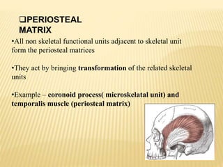 •All non skeletal functional units adjacent to skeletal unit
form the periosteal matrices
•They act by bringing transformation of the related skeletal
units
•Example – coronoid process( microskelatal unit) and
temporalis muscle (periosteal matrix)
PERIOSTEAL
MATRIX
 