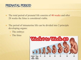 PRENATAL PERIOD
 The total period of prenatal life consists of 40 weeks and after
28 weeks the fetus is considered viable.
 The period of intrauterine life can be divided into 2 principle
developing organs:
 The embryo
 The fetus
 